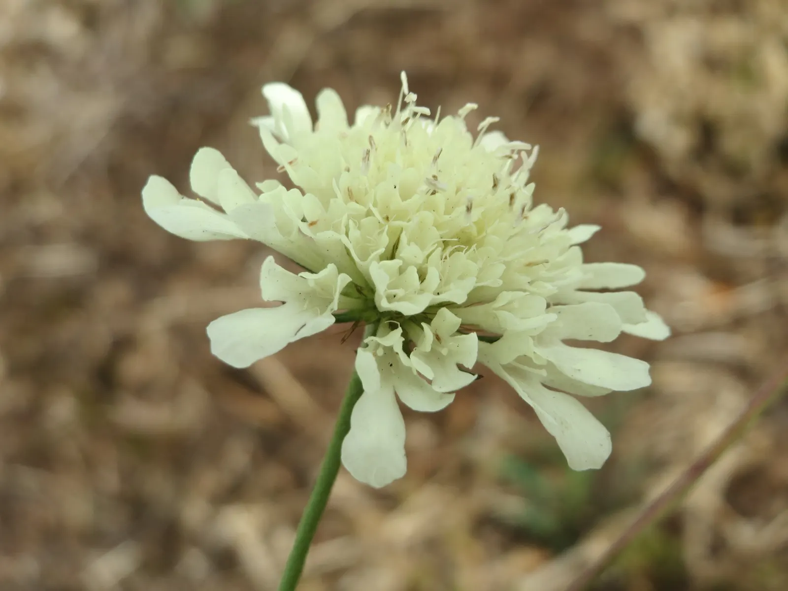 Pin-Cushion Flower (Scabiosa Ochroleuca) — ideal for creating gentle borders or as a delightful accent in a cottage garden; while being relatively, image 57