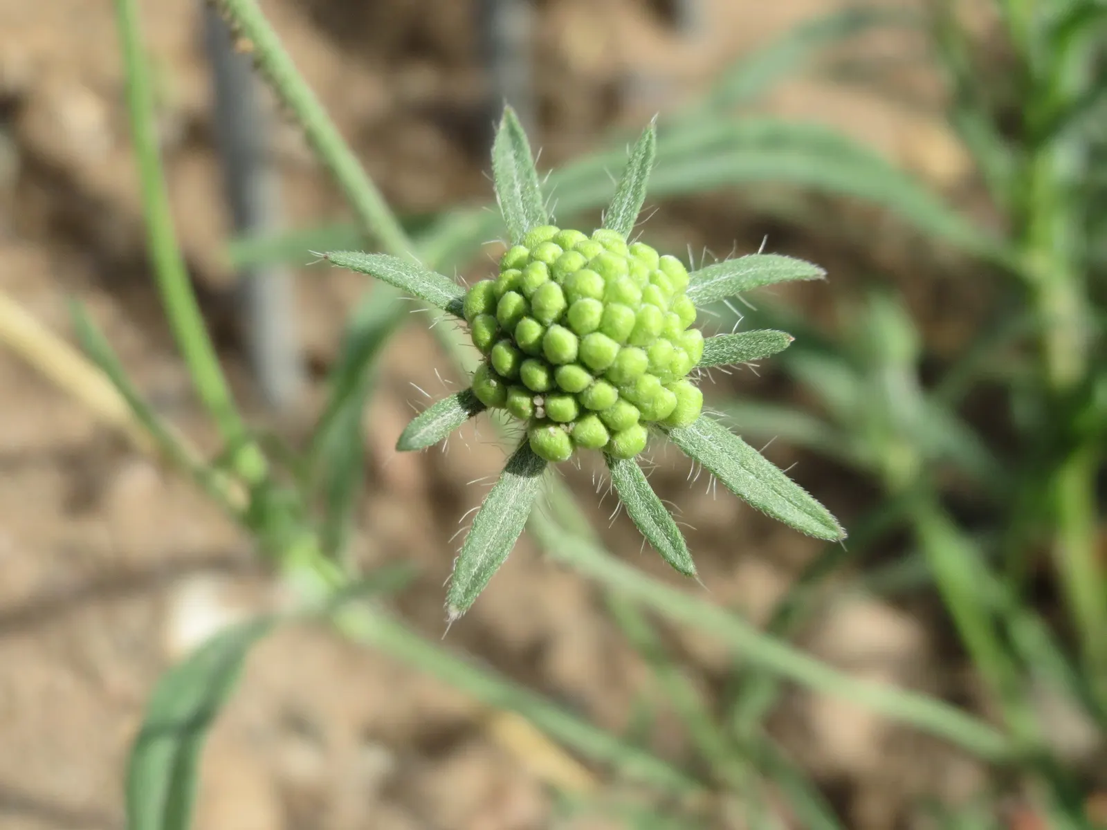 Pin-Cushion Flower (Scabiosa Ochroleuca) — They thrive in full sun and well-drained soil, providing an alluring contrast against green foliage