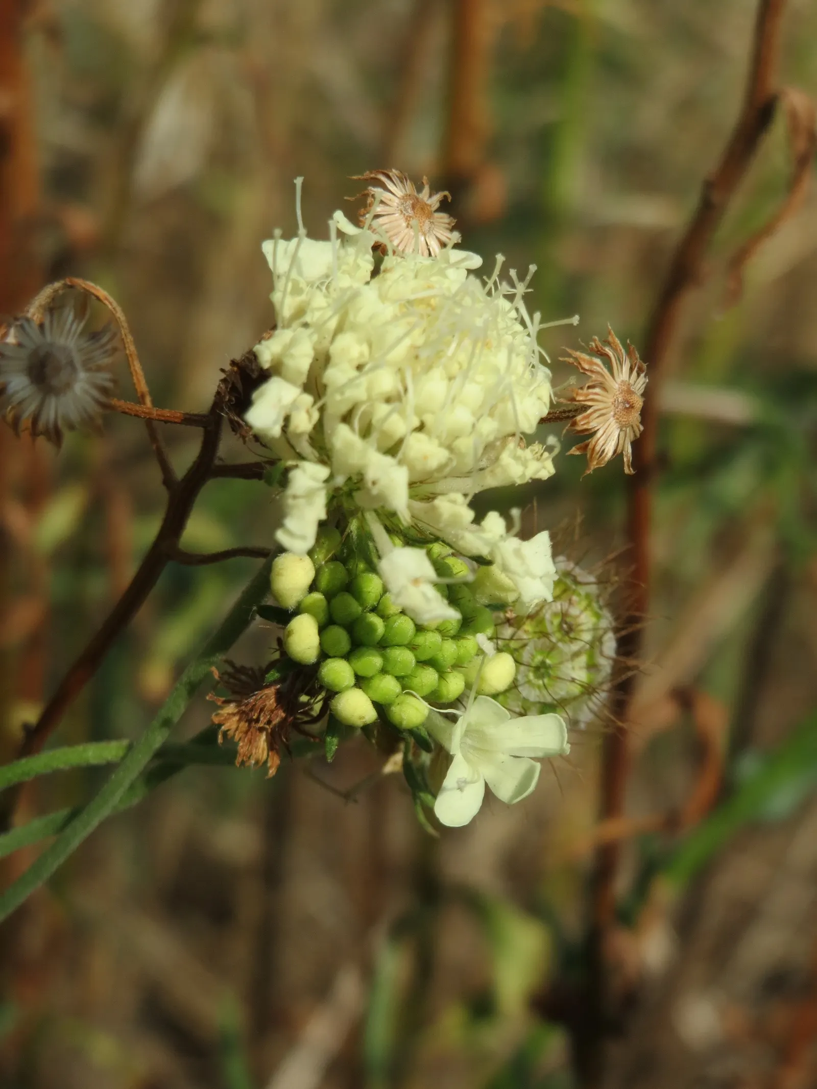 Pin-Cushion Flower (Scabiosa Ochroleuca) — ideal for creating gentle borders or as a delightful accent in a cottage garden; while being relatively, image 103