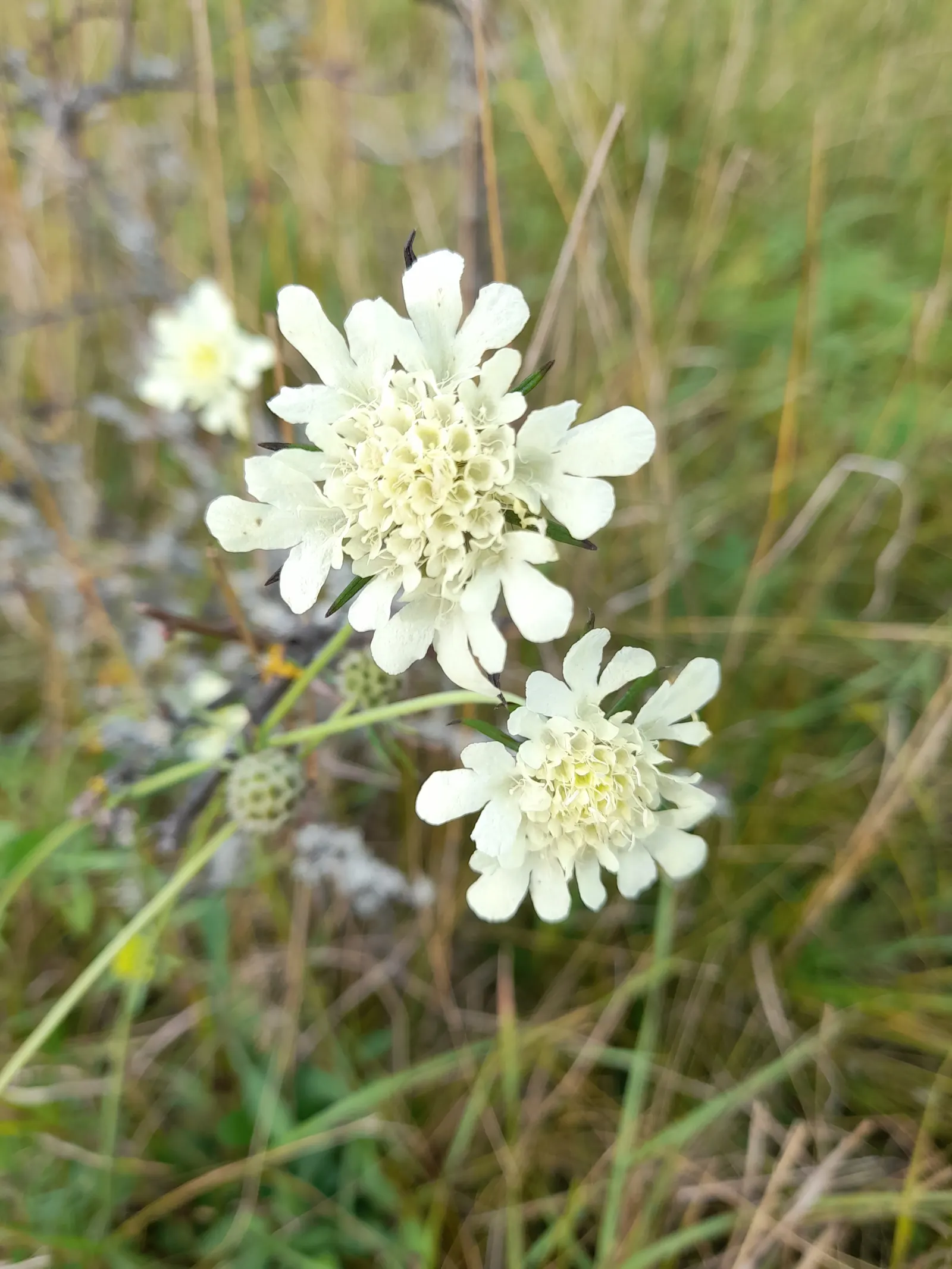 Pin-Cushion Flower (Scabiosa Ochroleuca) — thriving in USDA zones 4 through 8