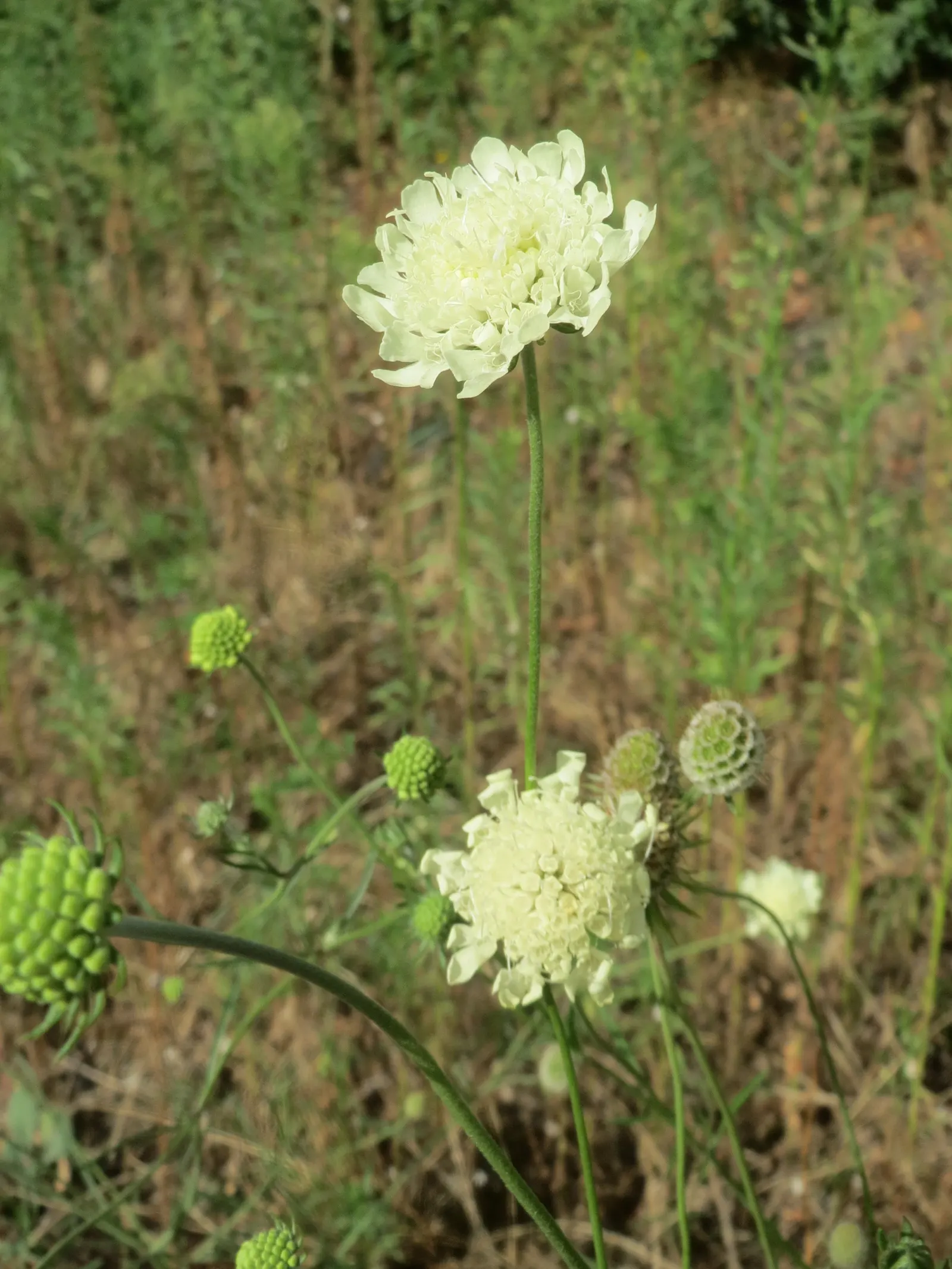 Pin-Cushion Flower (Scabiosa Ochroleuca) — while being relatively deer-resistant; imitating pins stuck in a cushion, image 97