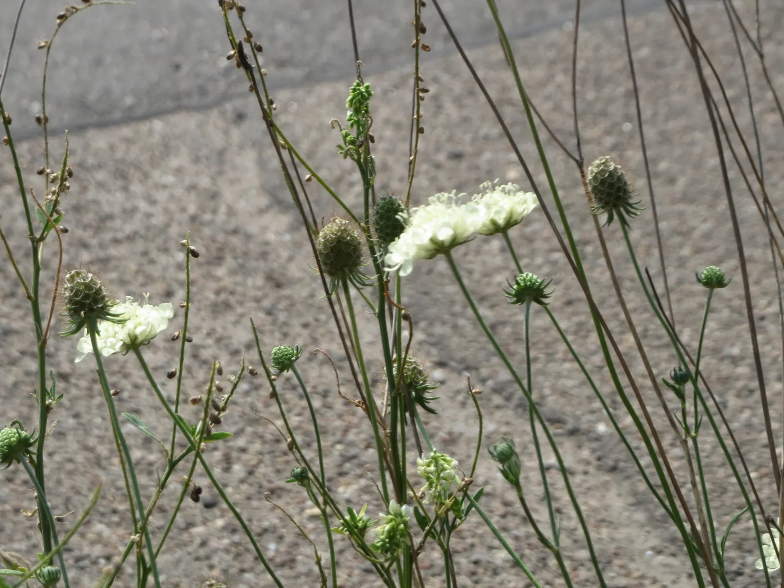 Pin-Cushion Flower (Scabiosa Ochroleuca) — is a perennial herbaceous plant cherished for its charming; scientifically recognized as Scabiosa, image 54