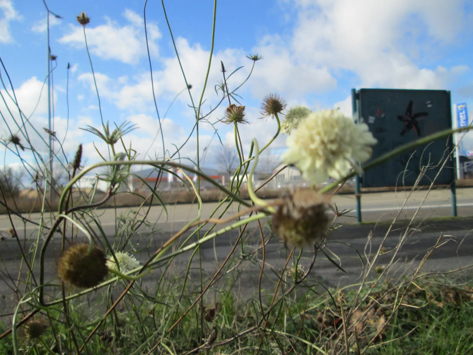 Pin-Cushion Flower (Scabiosa Ochroleuca) — perennial with white blooms; with an overall grayish-green tint, image 114