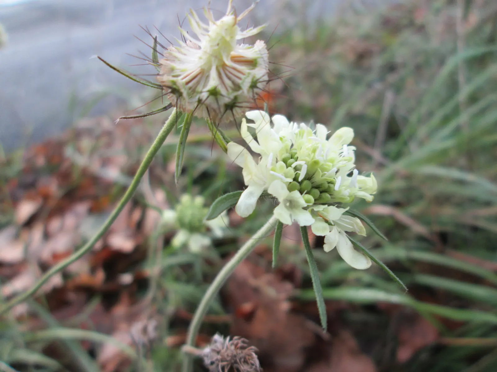 Pin-Cushion Flower (Scabiosa Ochroleuca) — thriving in USDA zones 4 through 8; is a perennial herbaceous plant cherished for its charming