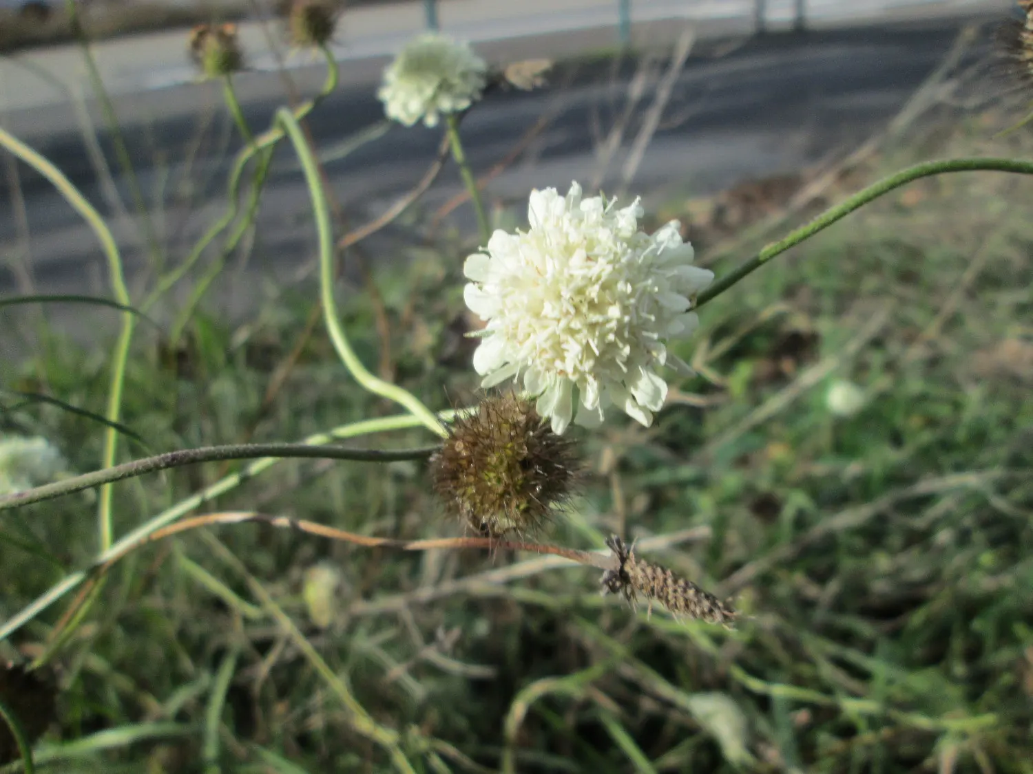 Pin-Cushion Flower (Scabiosa Ochroleuca) — Space plants approximately 12-18 inches apart for a stunning display; regular deadheading can encourage, image 75