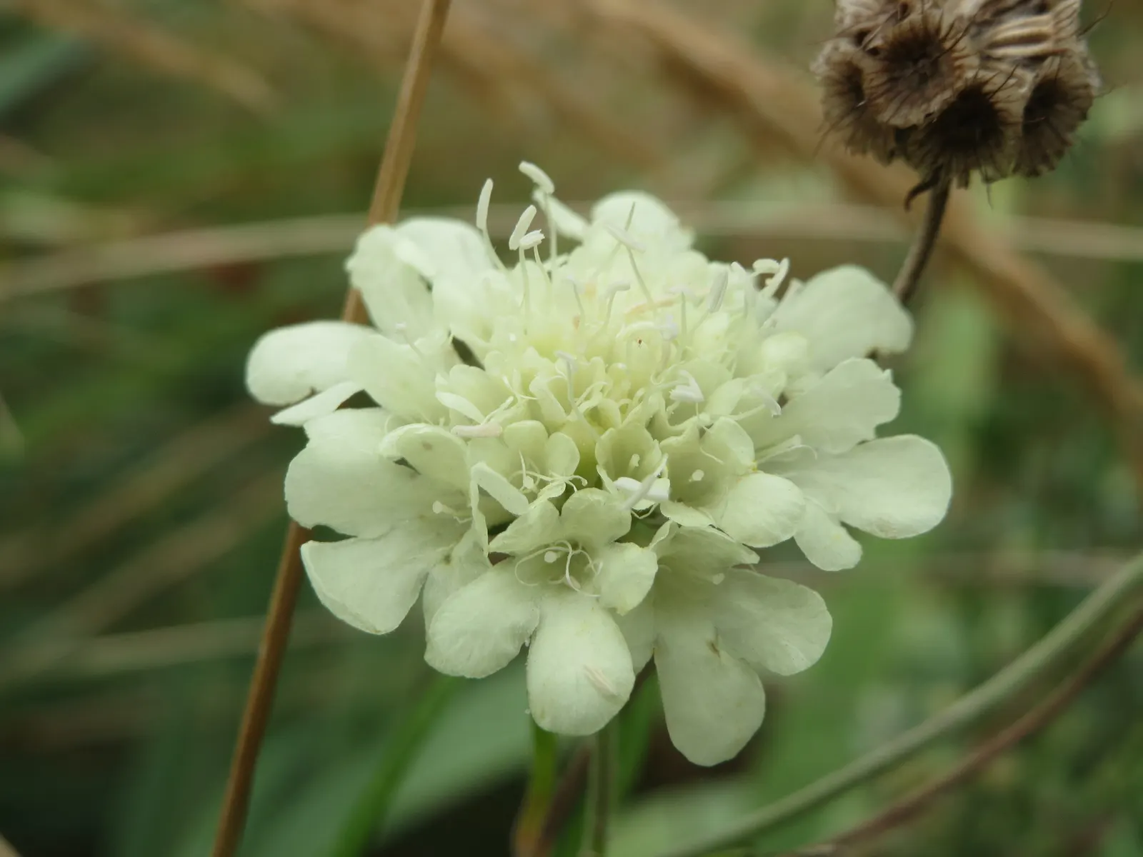 Pin-Cushion Flower (Scabiosa Ochroleuca) — this plant is perfect for borders and attracts pollinators