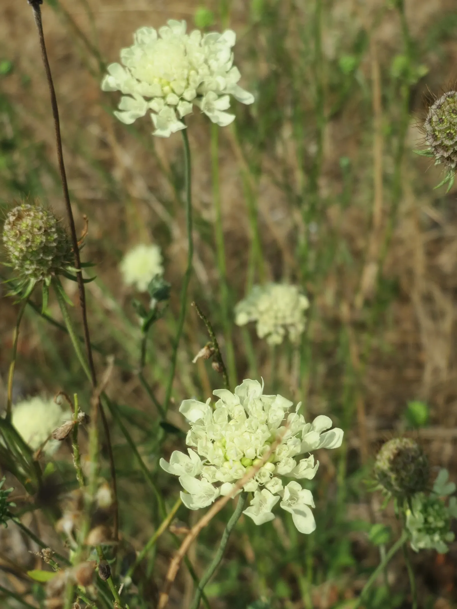 Pin-Cushion Flower (Scabiosa Ochroleuca) — making it both a beautiful and ecological choice for your landscape design