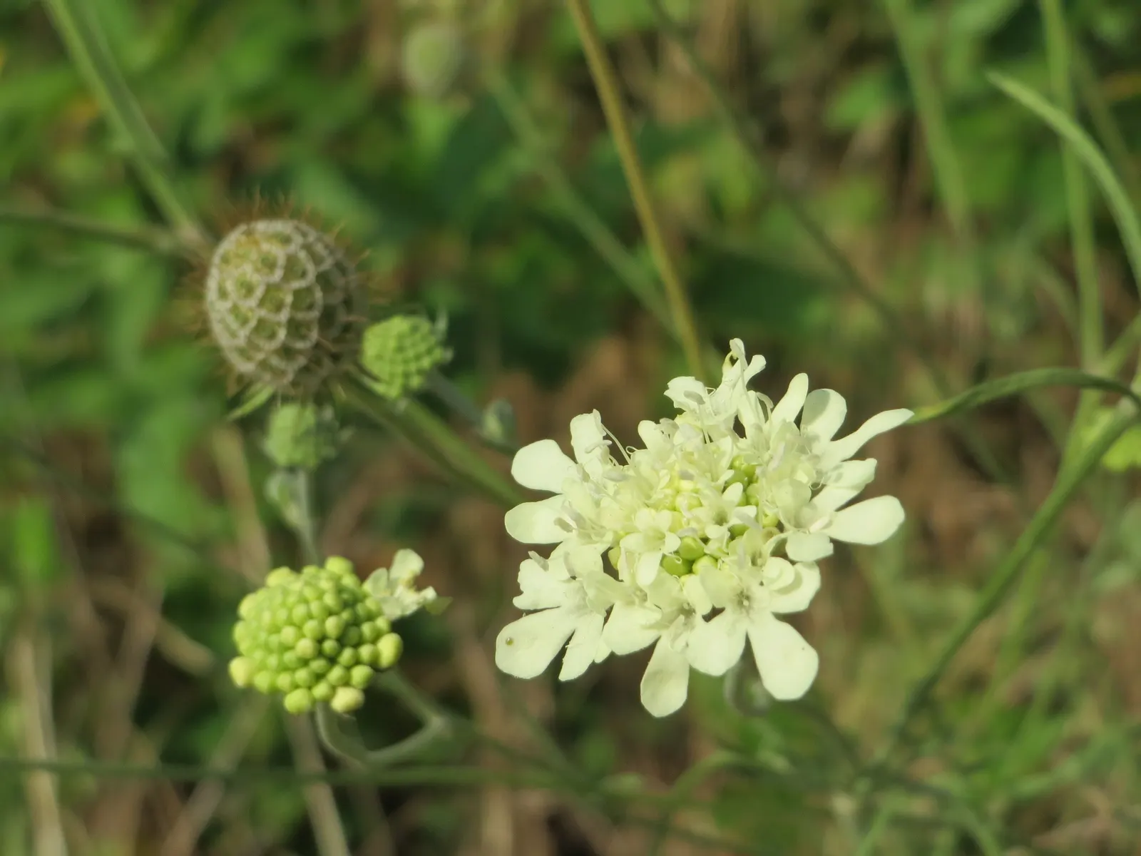 Pin-Cushion Flower (Scabiosa Ochroleuca) — making it both a beautiful and ecological choice for your landscape design; perennial with white blooms, image 66