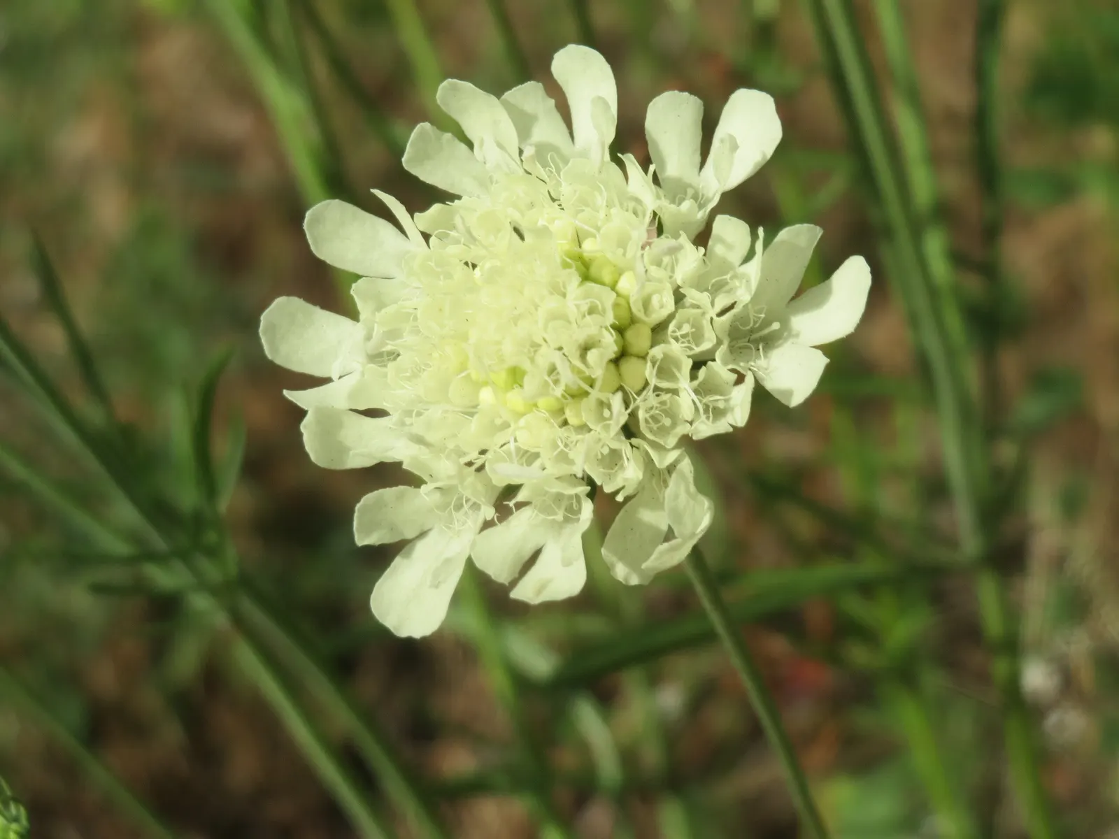 Pin-Cushion Flower (Scabiosa Ochroleuca) — white flowers in the garden; space plants approximately 12-18 inches apart for a stunning display, image 90