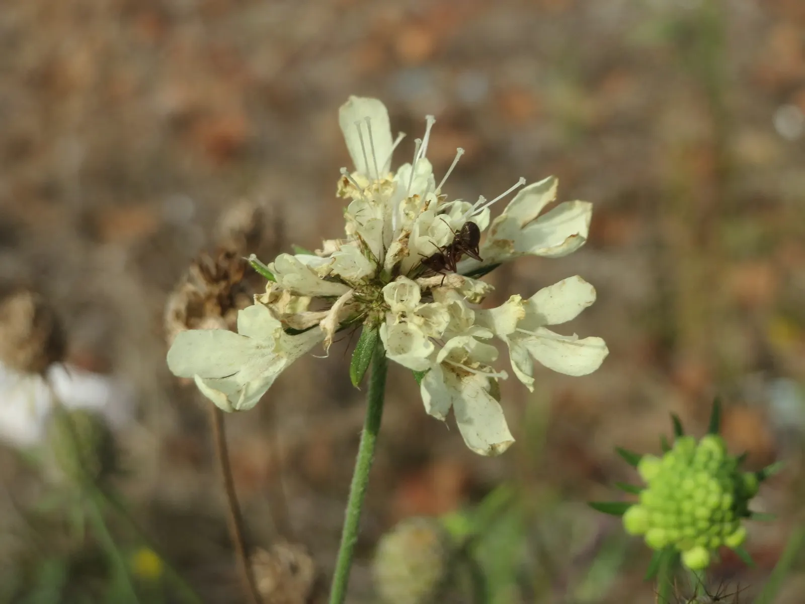 Pin-Cushion Flower (Scabiosa Ochroleuca) — Its unique creamy-yellow blooms resemble pin cushions atop slender stems, blooming from June to, image 71
