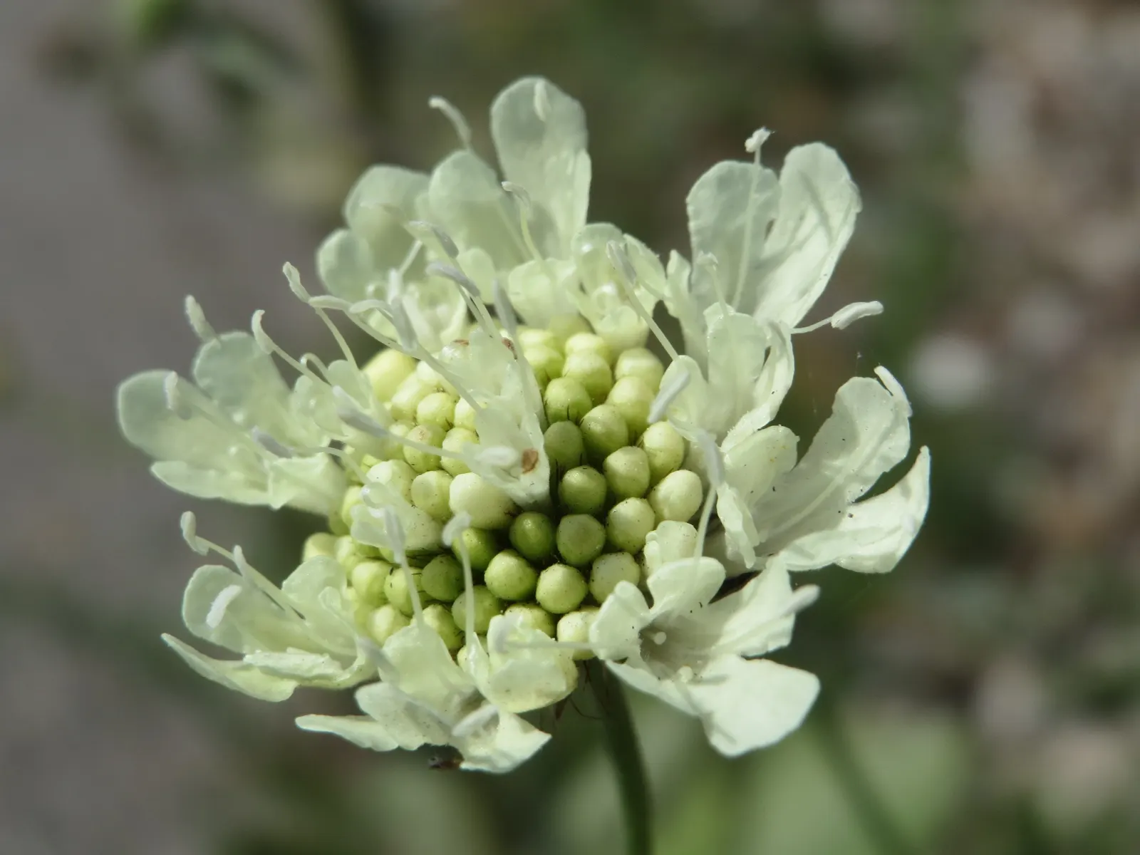 Pin-Cushion Flower (Scabiosa Ochroleuca) — Regular deadheading can encourage further flowering and prevent self-seeding if not desired; adding to, image 85