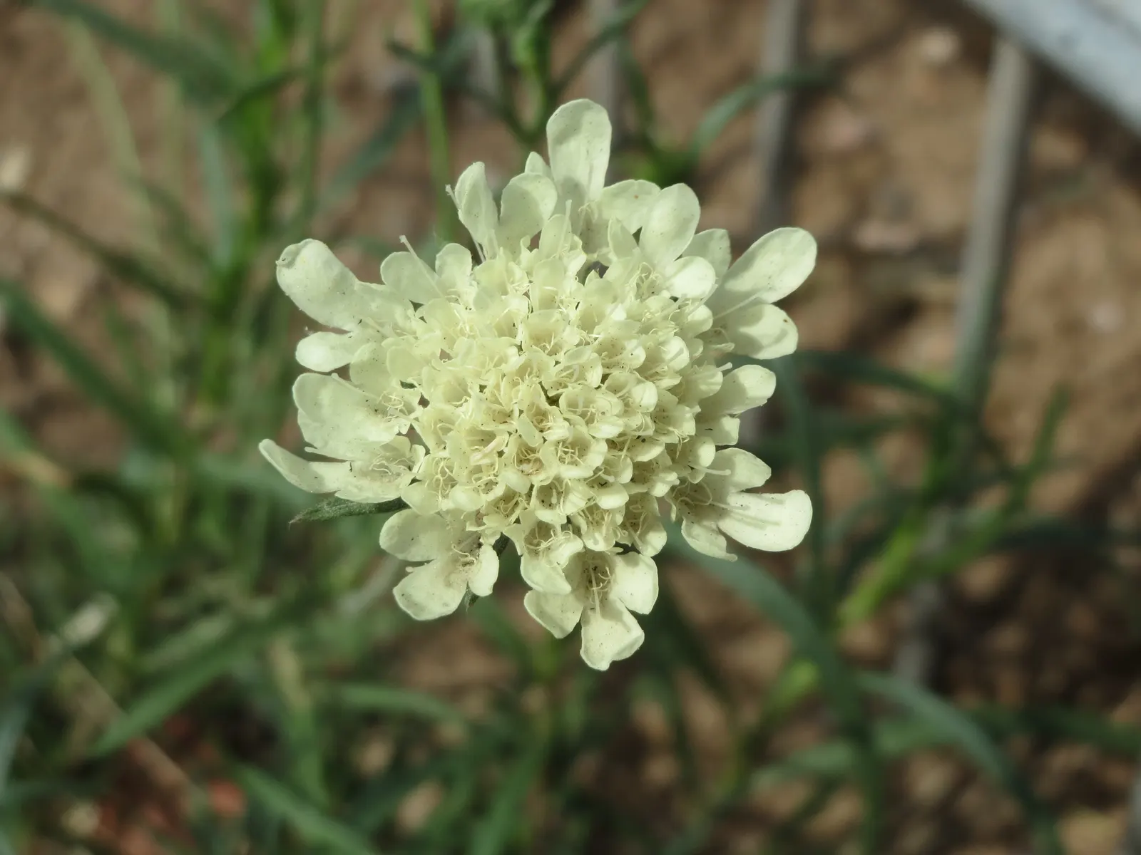 Pin-Cushion Flower (Scabiosa Ochroleuca) — The foliage consists of compound green leaves, image 104