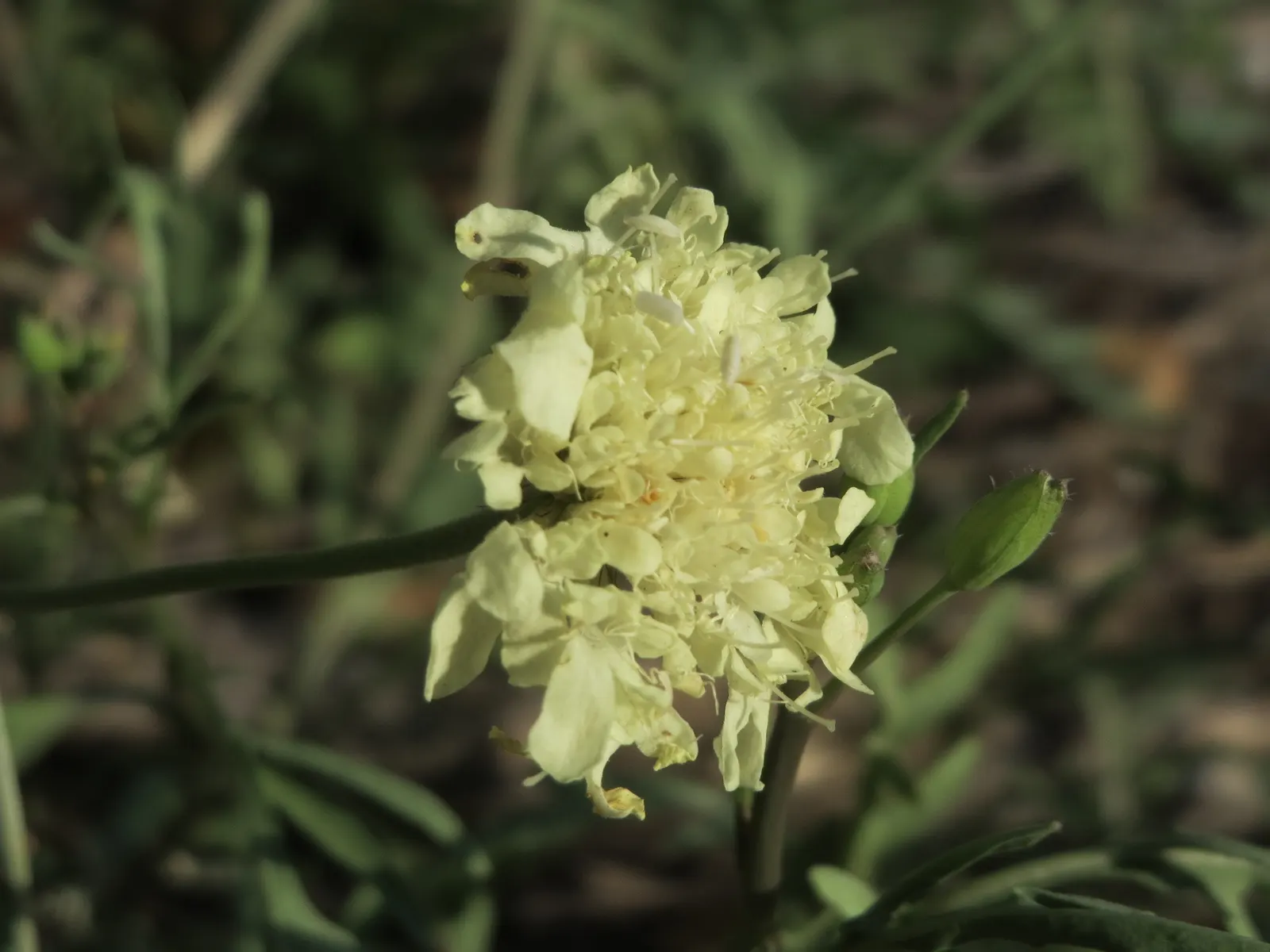Pin-Cushion Flower (Scabiosa Ochroleuca) — white flowers in the garden