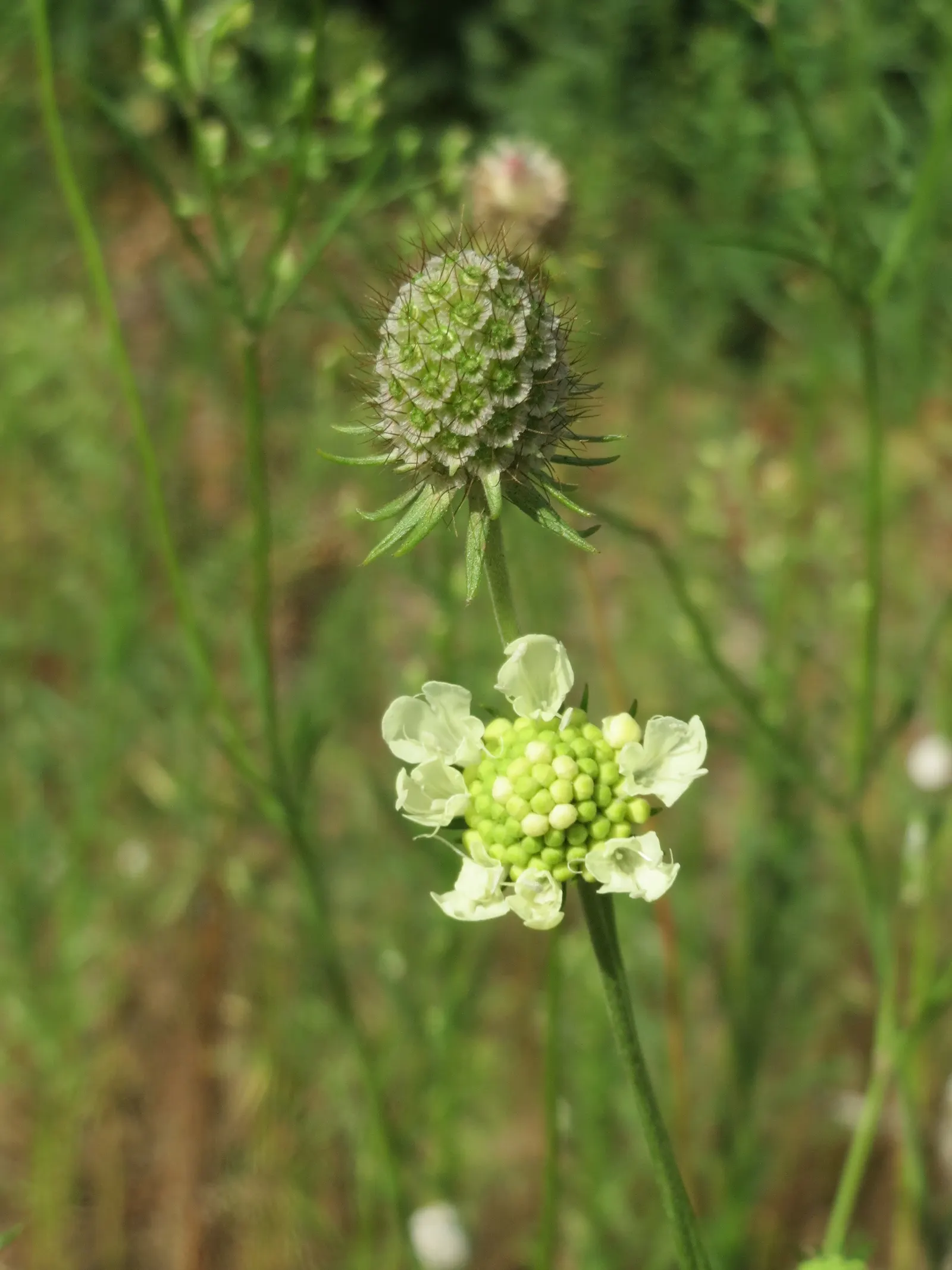 Pin-Cushion Flower (Scabiosa Ochroleuca) — scientifically recognized as Scabiosa ochroleuca