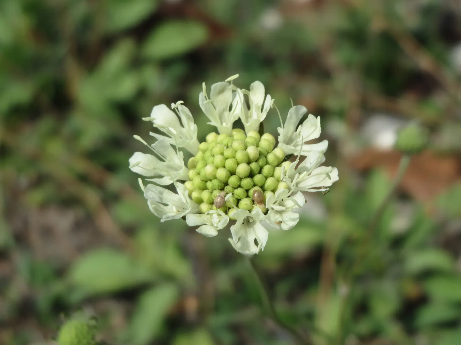 Pin-Cushion Flower (Scabiosa Ochroleuca) — making it both a beautiful and ecological choice for your landscape design; perennial with white blooms, image 89