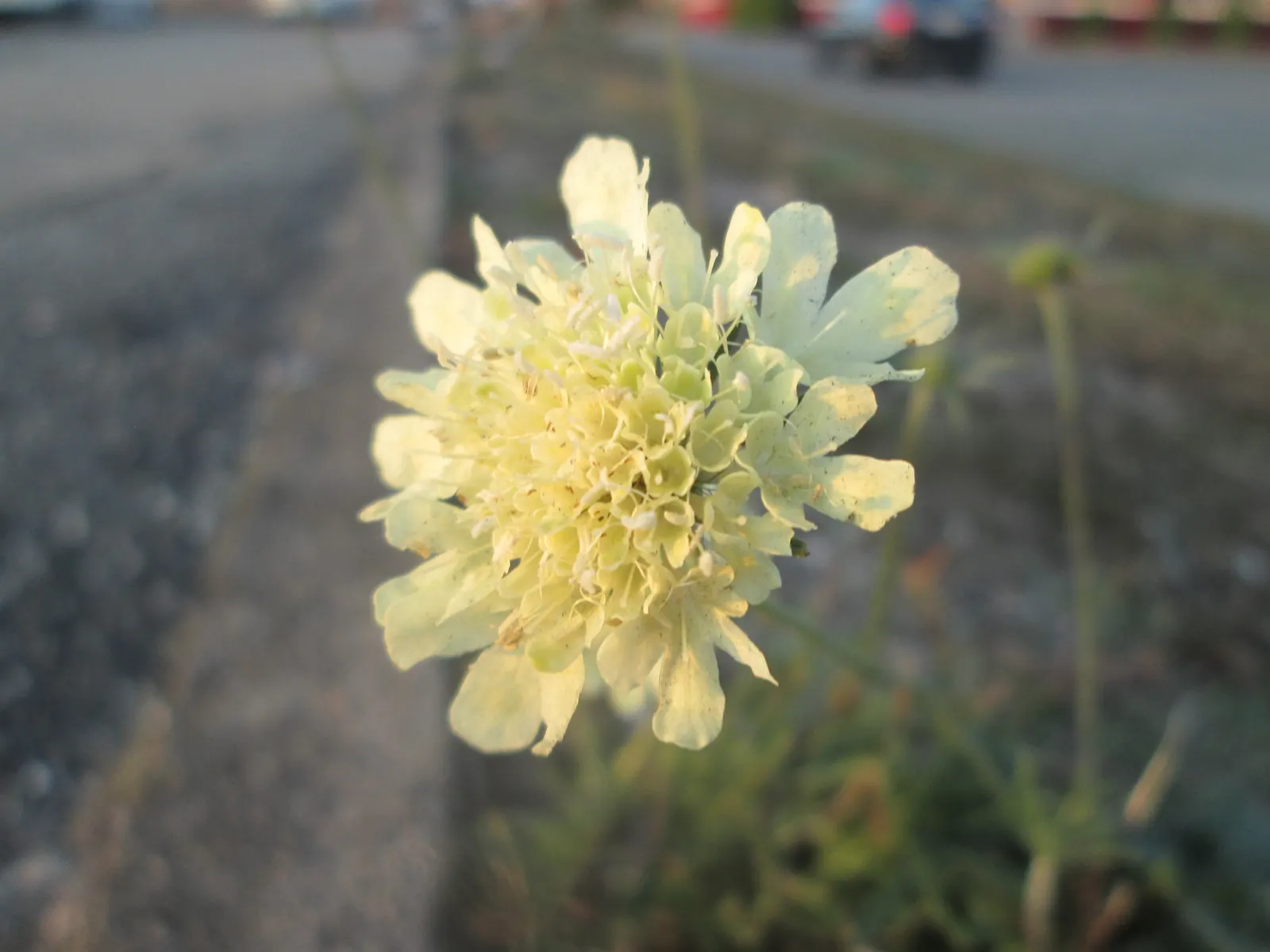Pin-Cushion Flower (Scabiosa Ochroleuca) — Regular deadheading can encourage further flowering and prevent self-seeding if not desired