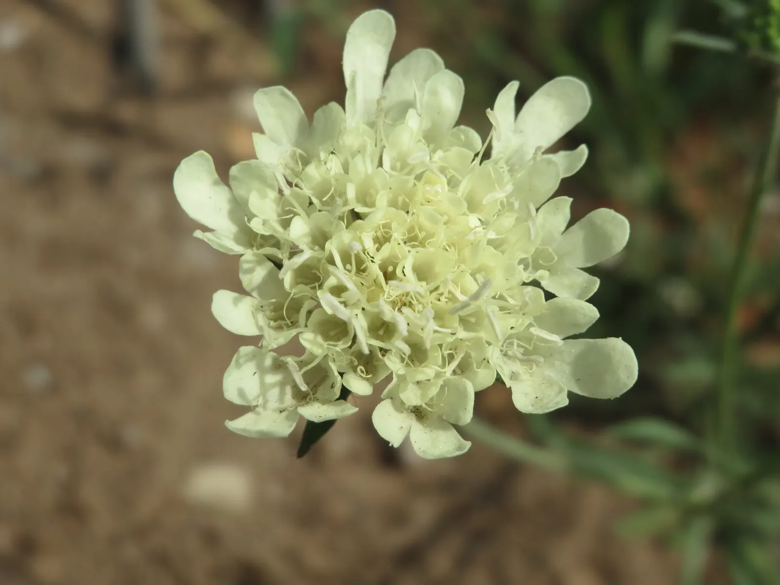 Pin-Cushion Flower (Scabiosa Ochroleuca) — The Pin-Cushion Flower, Scabiosa ochroleuca, is a charming perennial reaching heights of 24-36 inches, image 93