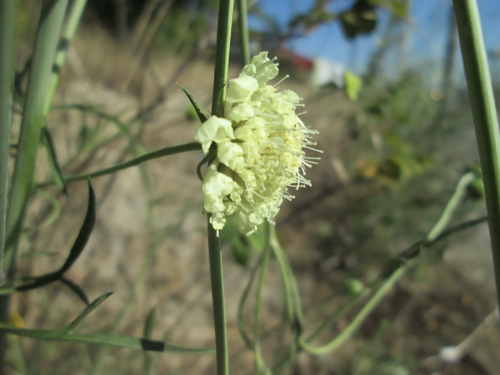 Pin-Cushion Flower (Scabiosa Ochroleuca) — imitating pins stuck in a cushion