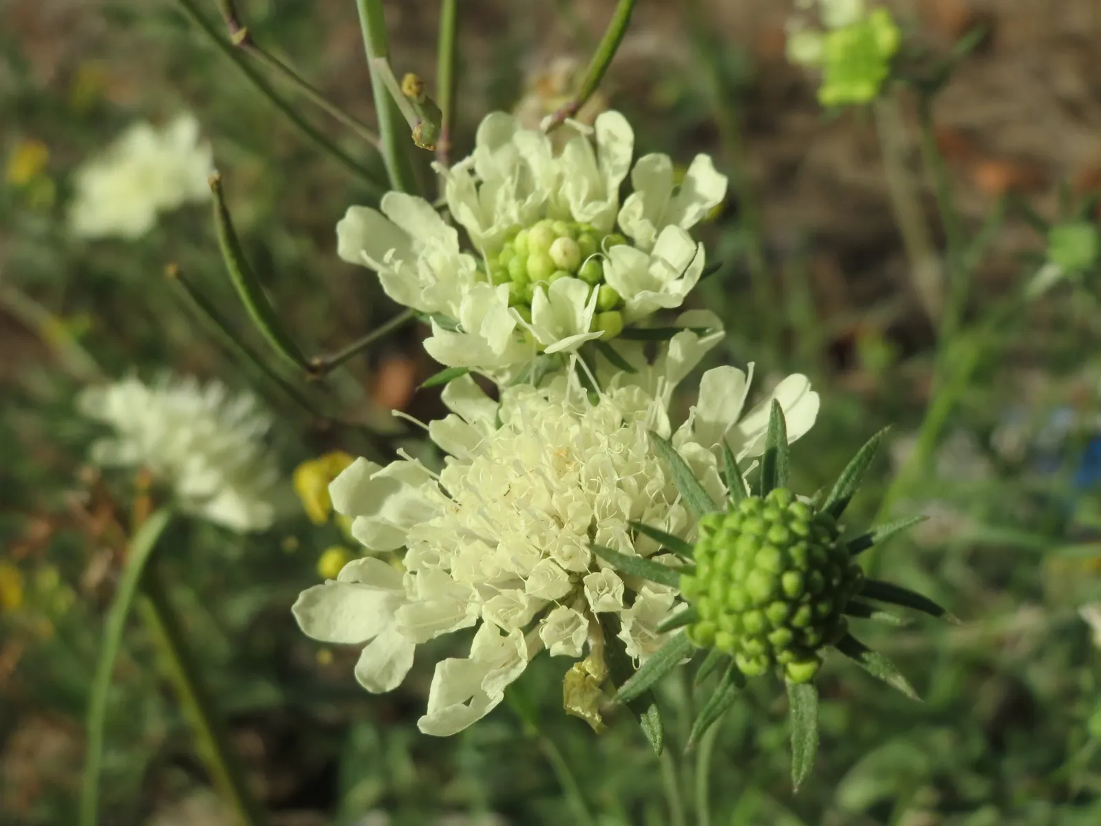 Pin-Cushion Flower (Scabiosa Ochroleuca) — Each individual flower spans about 1.5 to 2 inches across; white flowers in the garden, image 79