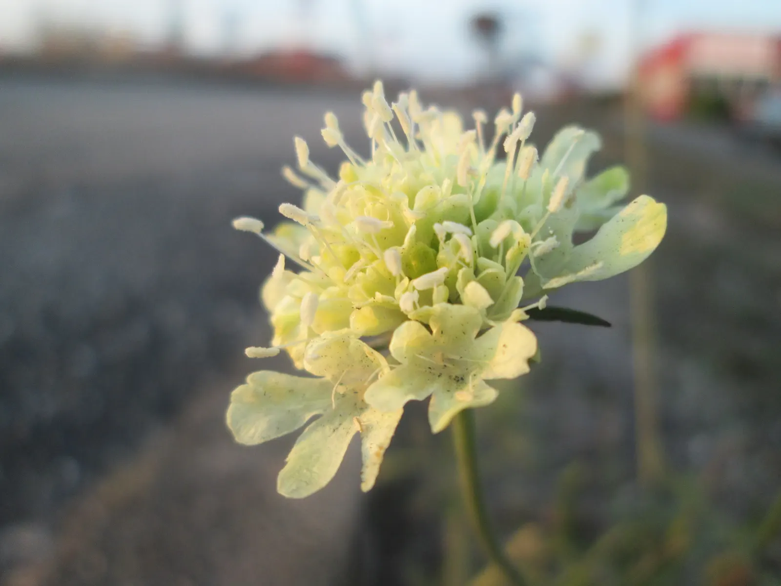 Pin-Cushion Flower (Scabiosa Ochroleuca) — thriving in USDA zones 4 through 8; is a perennial herbaceous plant cherished for its charming, image 64