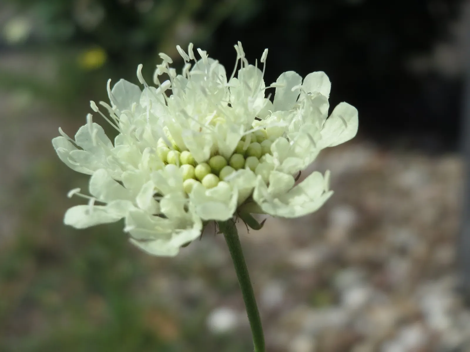 Pin-Cushion Flower (Scabiosa Ochroleuca) — They thrive in full sun and well-drained soil, providing an alluring contrast against green foliage, image 49