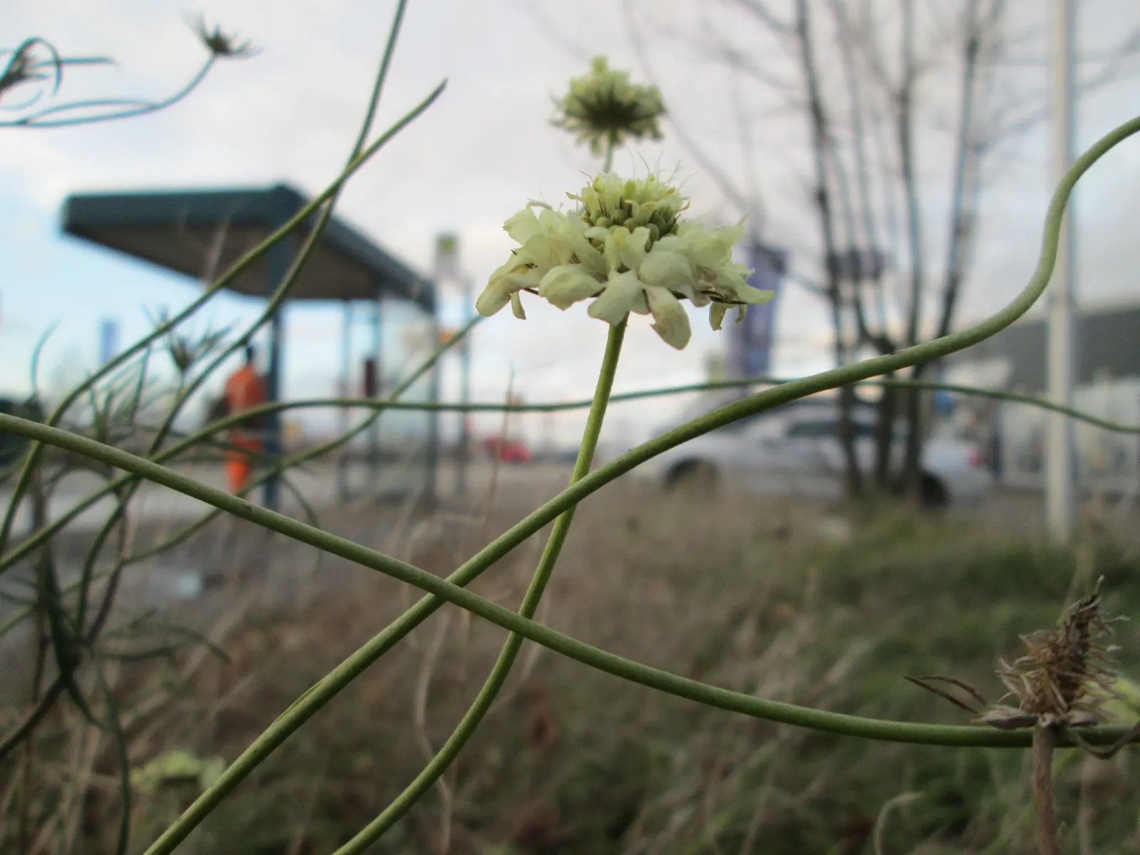 Pin-Cushion Flower (Scabiosa Ochroleuca) — ideal for creating gentle borders or as a delightful accent in a cottage garden; while being relatively, image 80