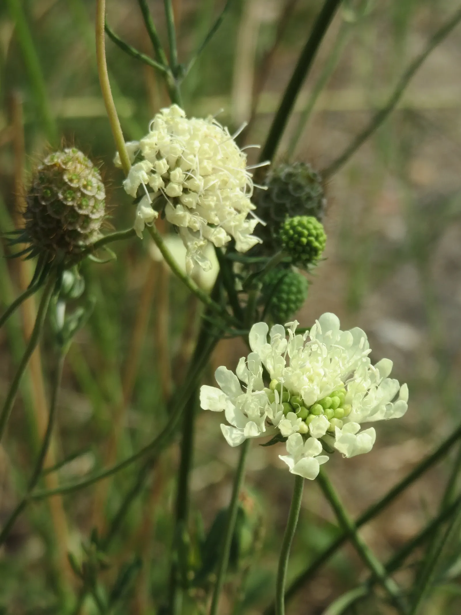 Pin-Cushion Flower (Scabiosa Ochroleuca) — perennial with white blooms