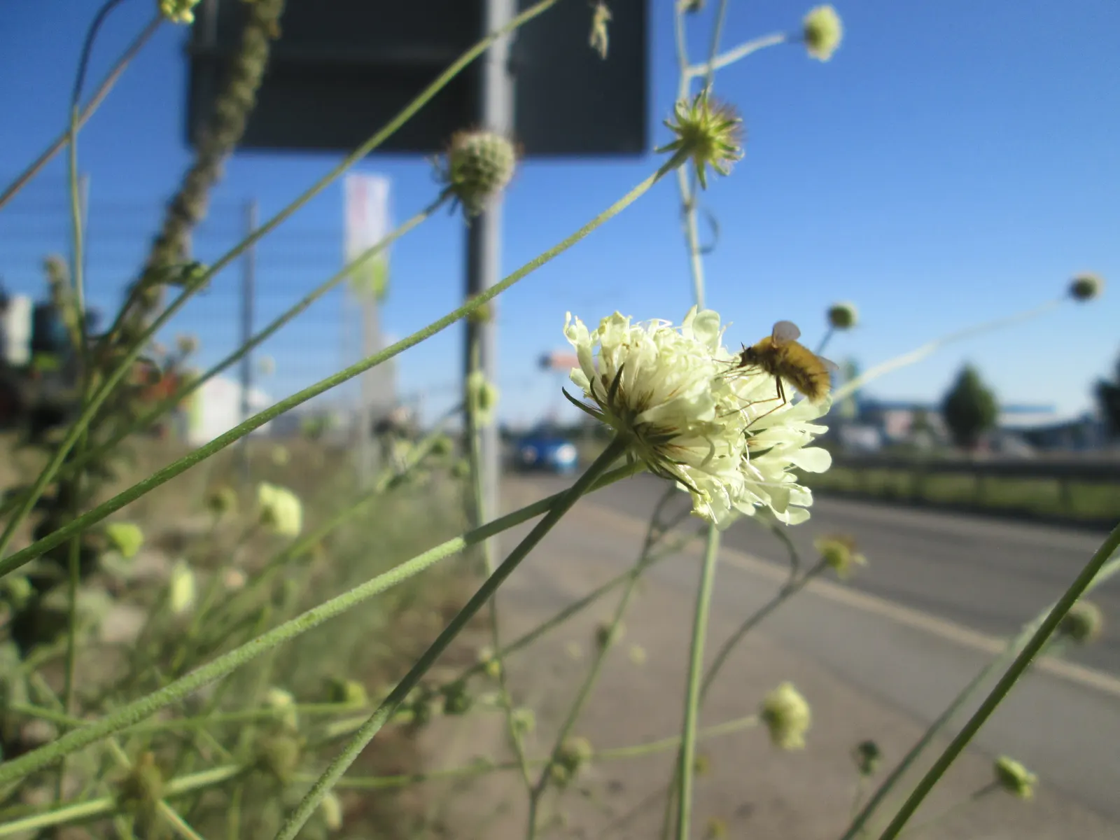 Pin-Cushion Flower (Scabiosa Ochroleuca) — ideal for creating gentle borders or as a delightful accent in a cottage garden; while being relatively