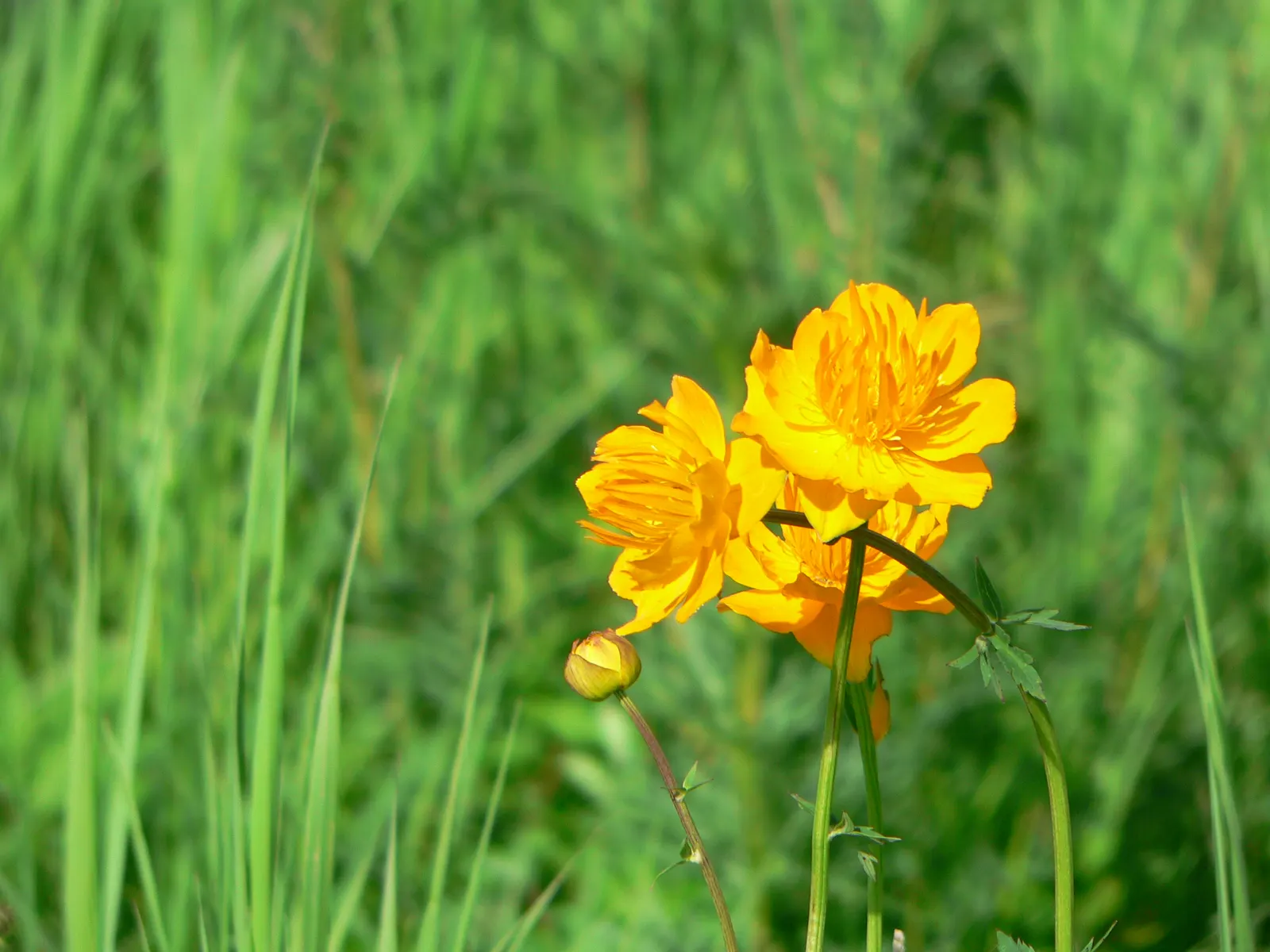 Chinese Globeflower (Trollius Chinensis) — which add a textural contrast to the garden palette.<br><br>Flowering from late spring into early summer