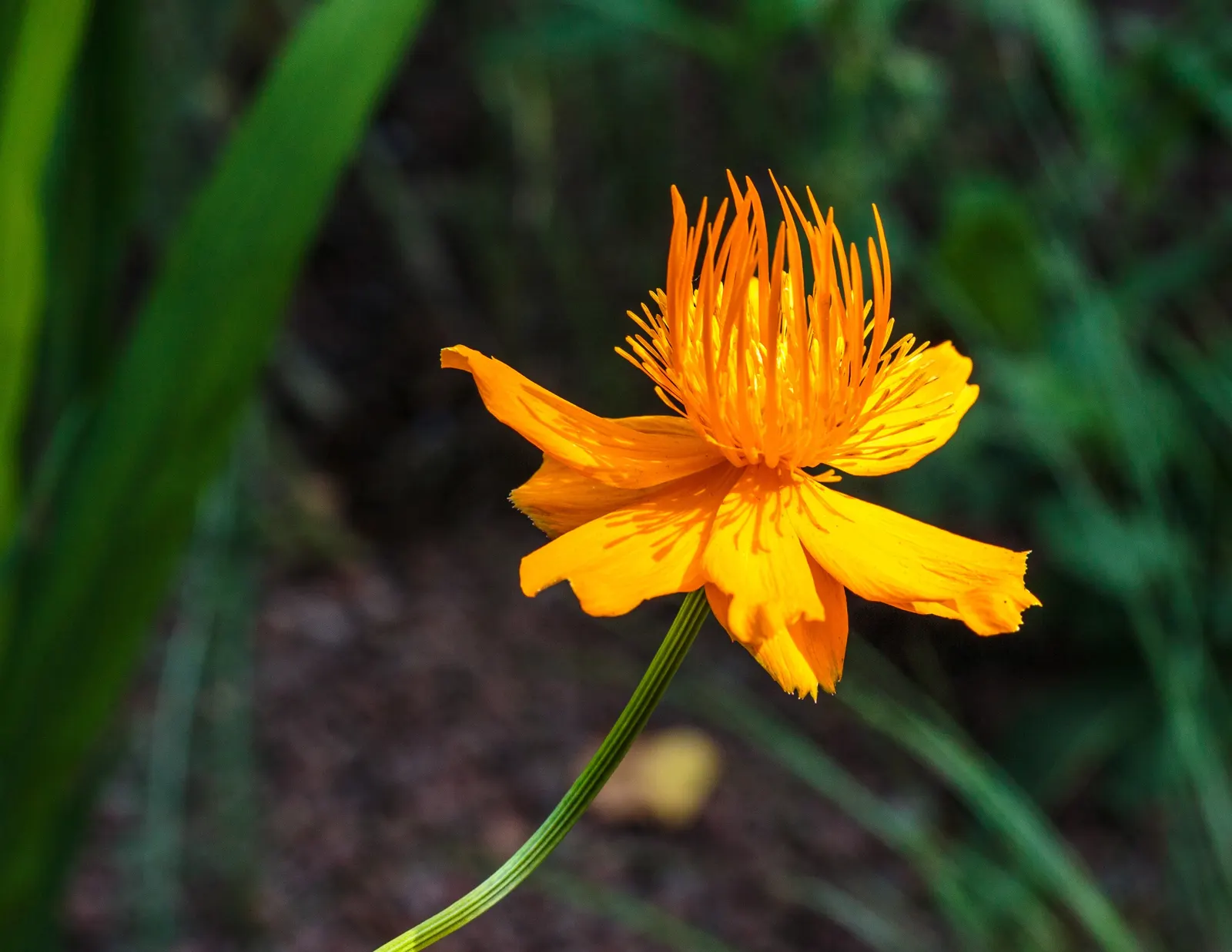 Chinese Globeflower (Trollius Chinensis) — encapsulating both visual allure and adaptable characteristics