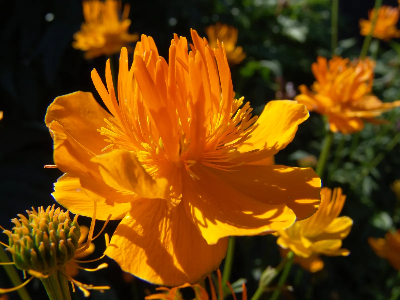 Chinese Globeflower (Trollius Chinensis) — which resemble globes or small lanterns