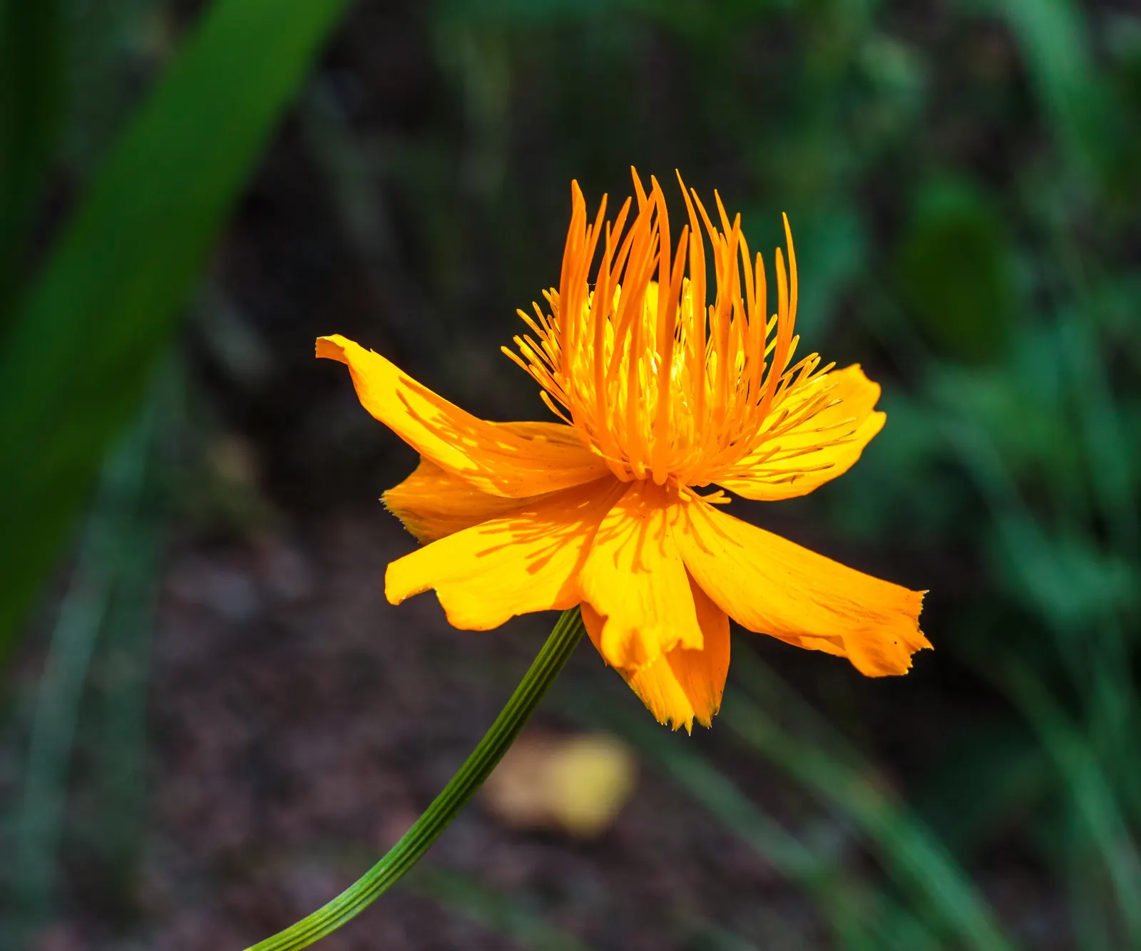 Chinese Globeflower (Trollius Chinensis) — presents a unique and ornamental addition to any garden