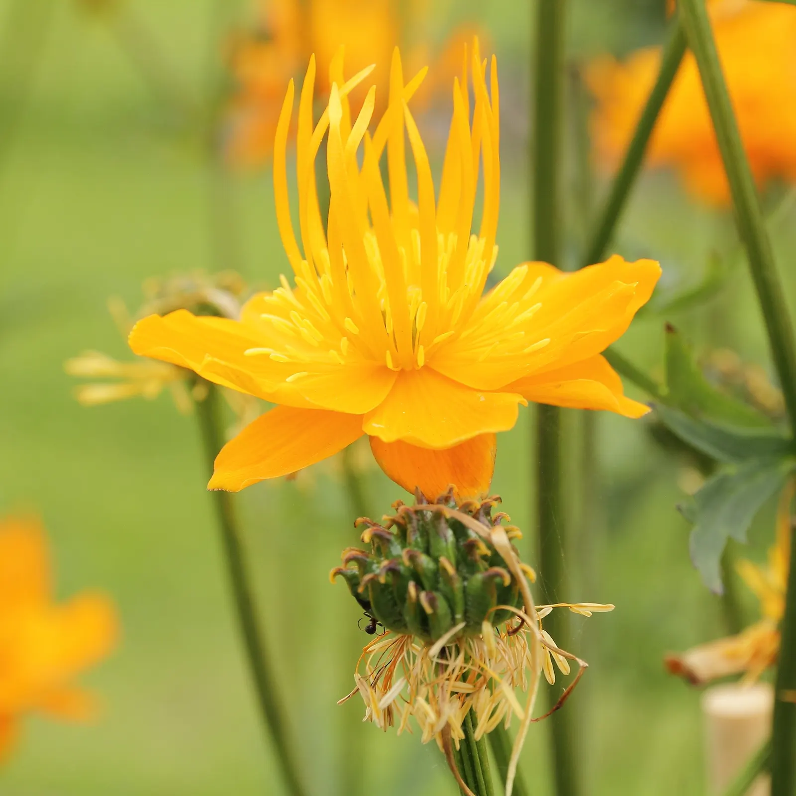 Chinese Globeflower (Trollius Chinensis) — It is also relatively free from major pest and disease issues
