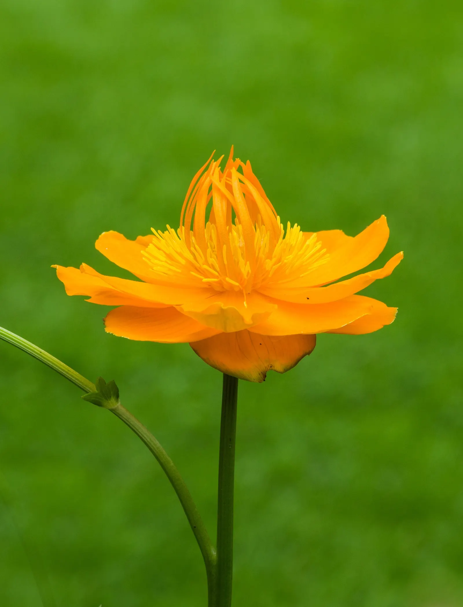 Chinese Globeflower (Trollius Chinensis) — it reaches a mature height of approximately 2 to 3 feet and spreads out similarly