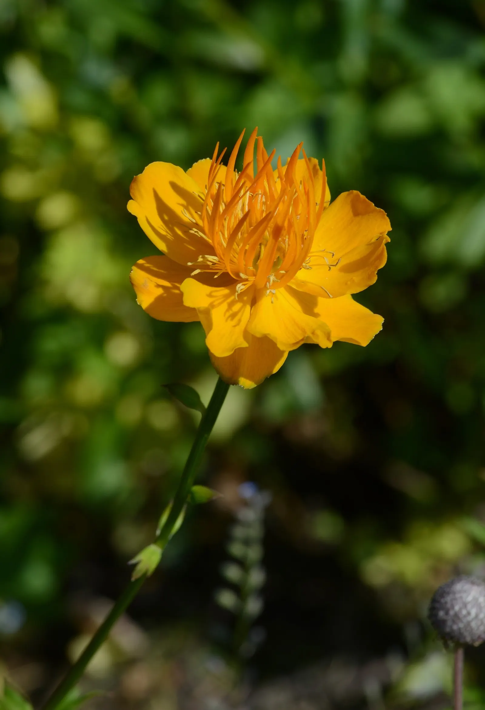 Chinese Globeflower (Trollius Chinensis) — and they typically span about 2 to 3 inches across