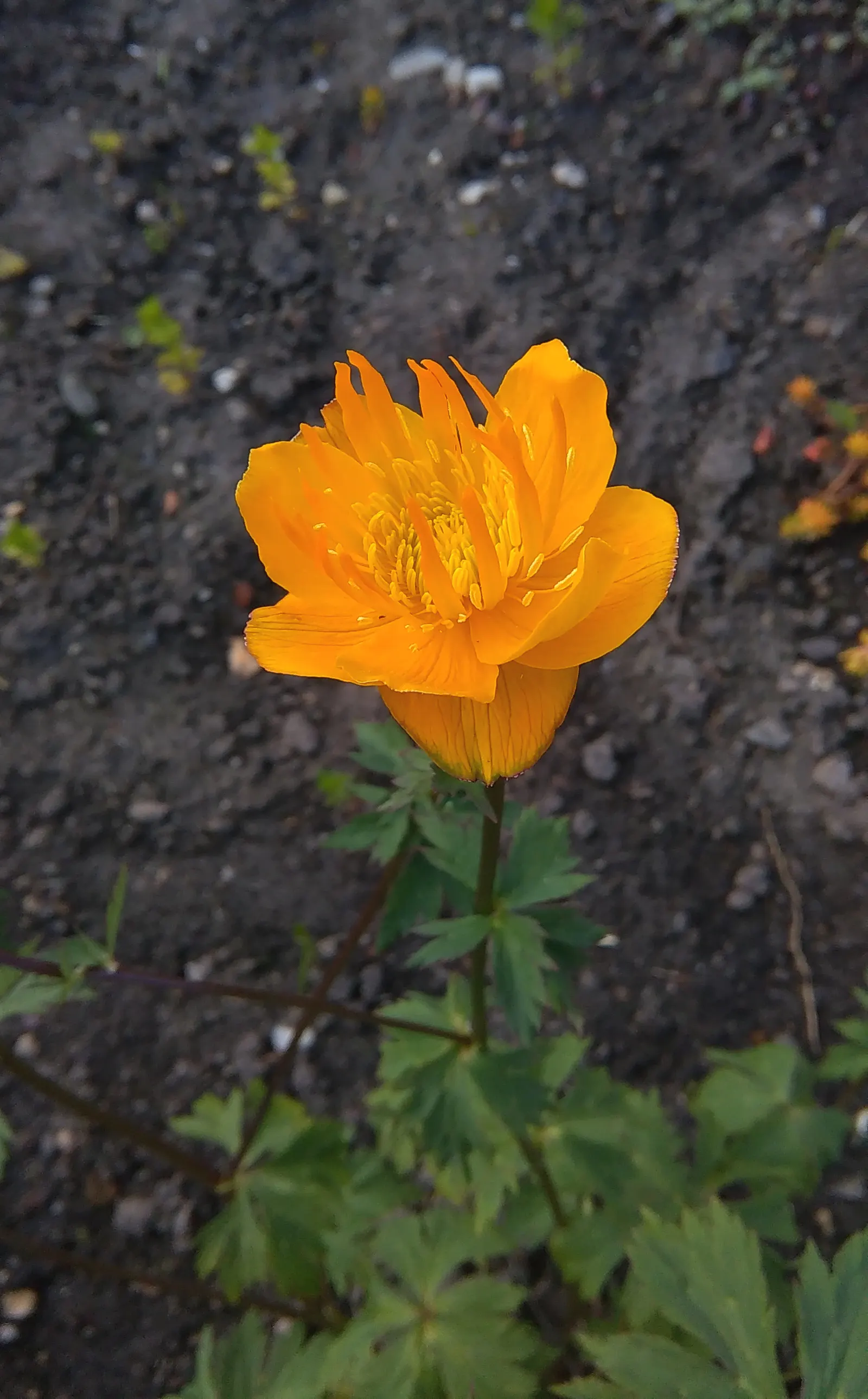 Chinese Globeflower (Trollius Chinensis) — it is advisable to maintain a consistent watering schedule