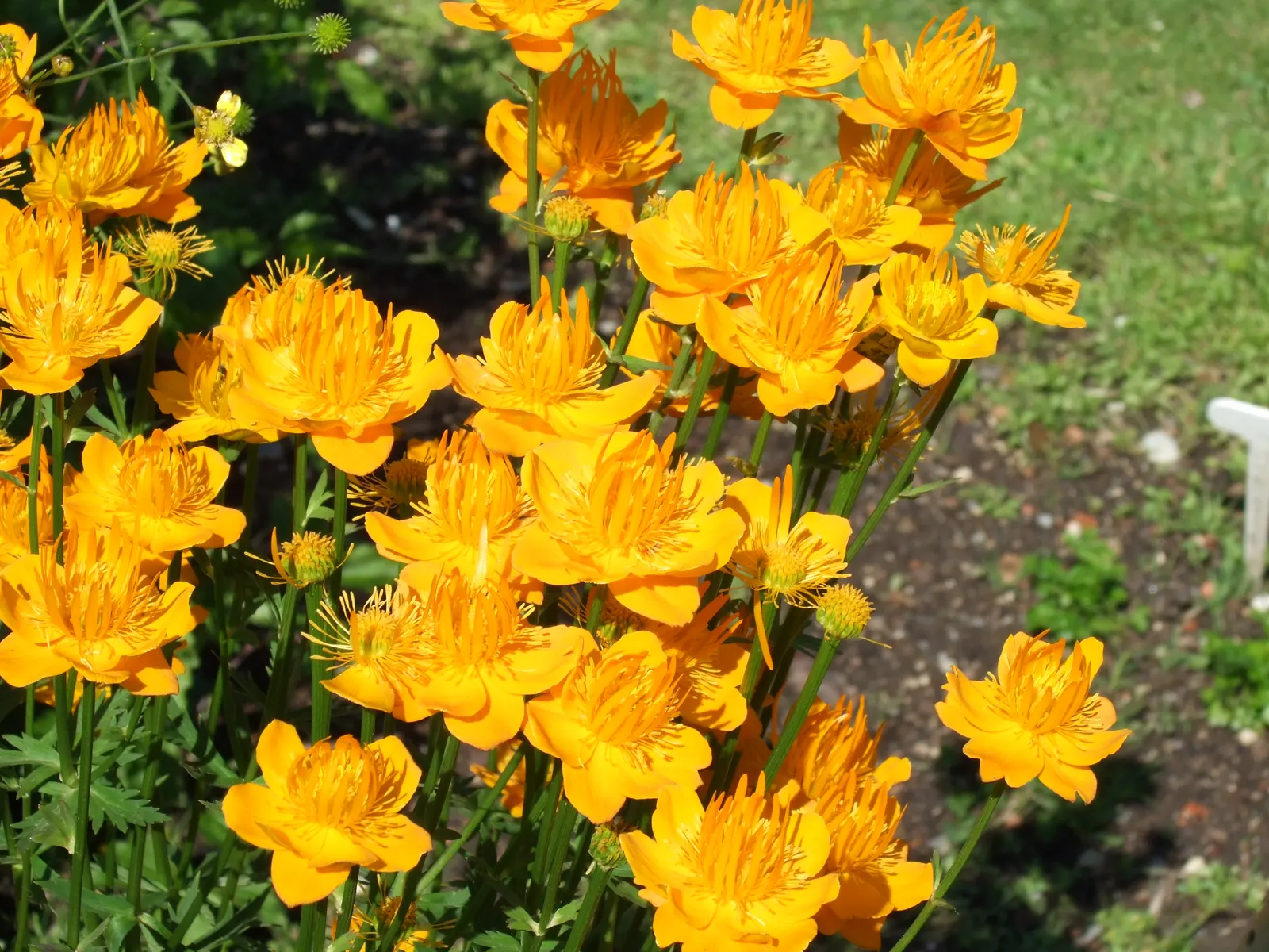 Chinese Globeflower (Trollius Chinensis) — Preferring moist, well-drained soil, it thrives in full sun to partial shade