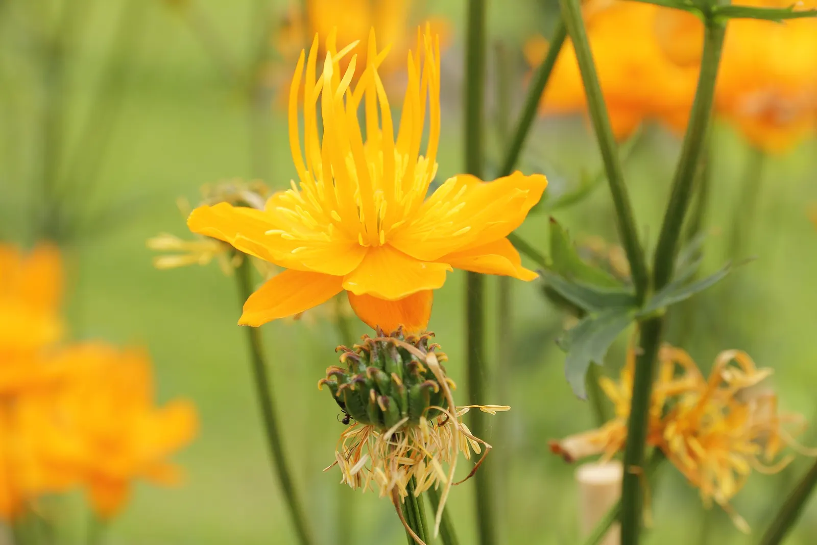 Chinese Globeflower (Trollius Chinensis) — ensuring the soil remains evenly moist.<br><br>Hardy in USDA zones 4 through 8