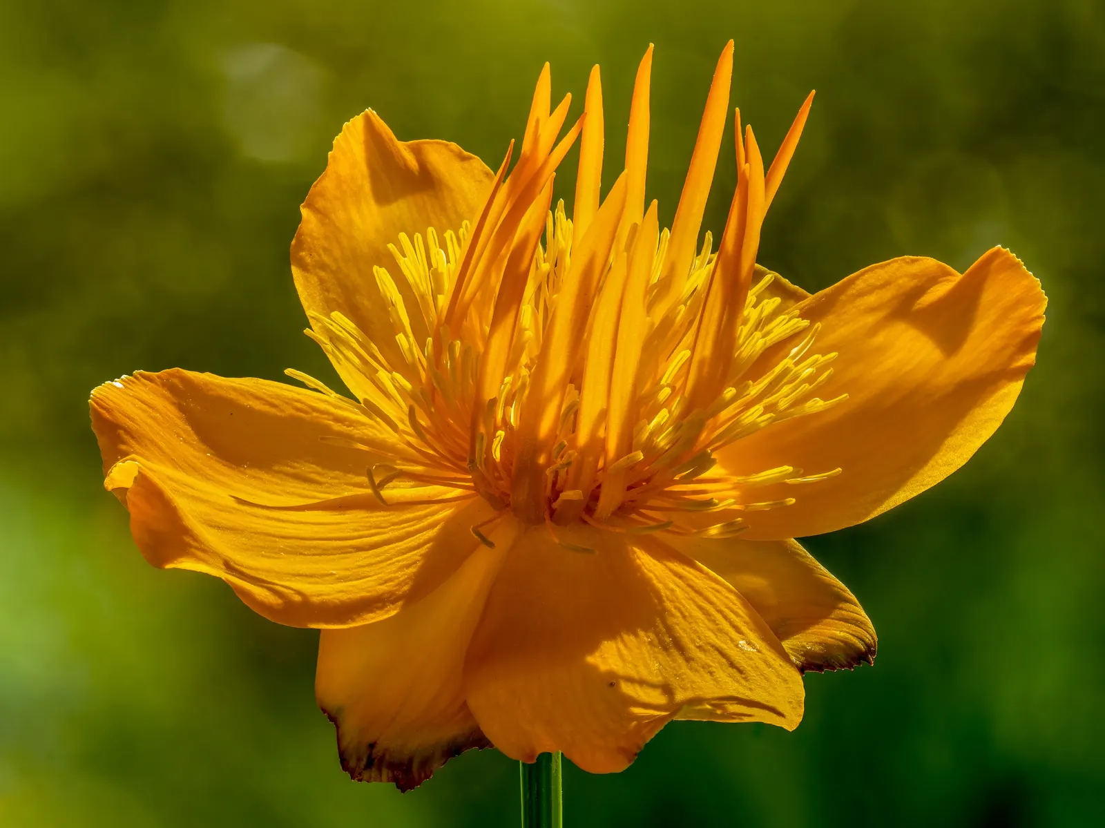 Chinese Globeflower (Trollius Chinensis) — the Chinese Globeflower requires a placement in full sun to partial shade