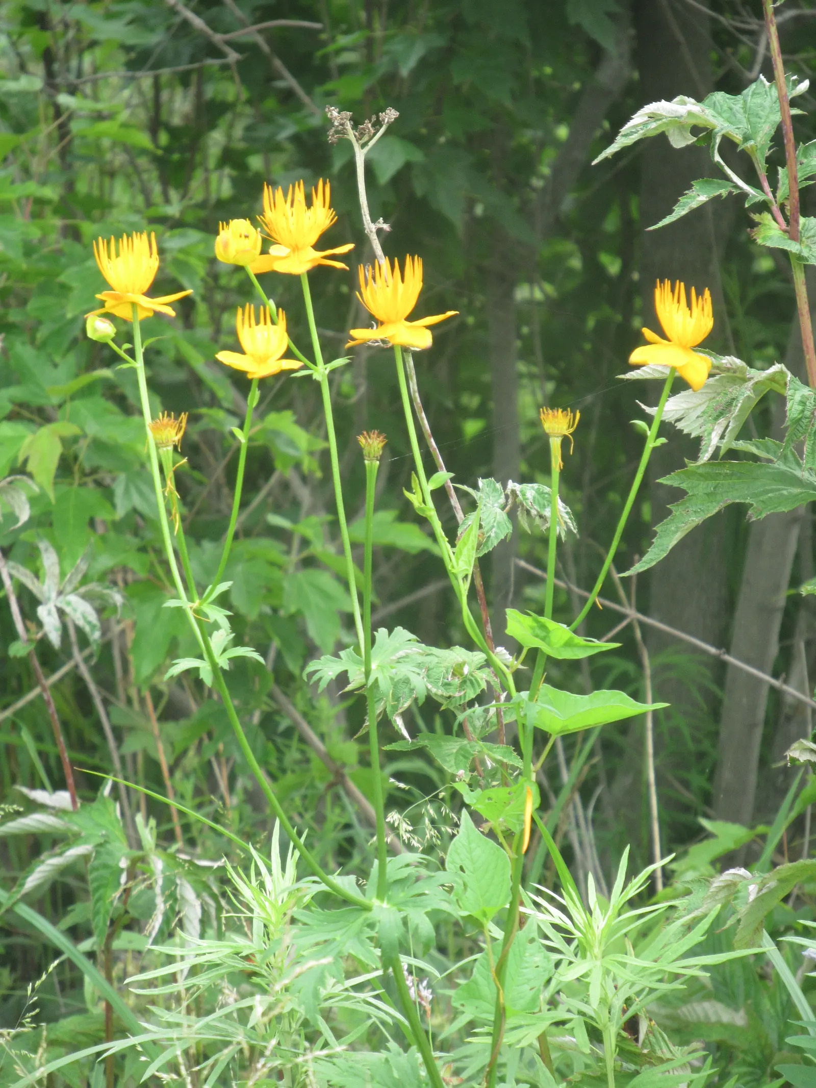 Chinese Globeflower (Trollius Chinensis) — thriving in cooler conditions