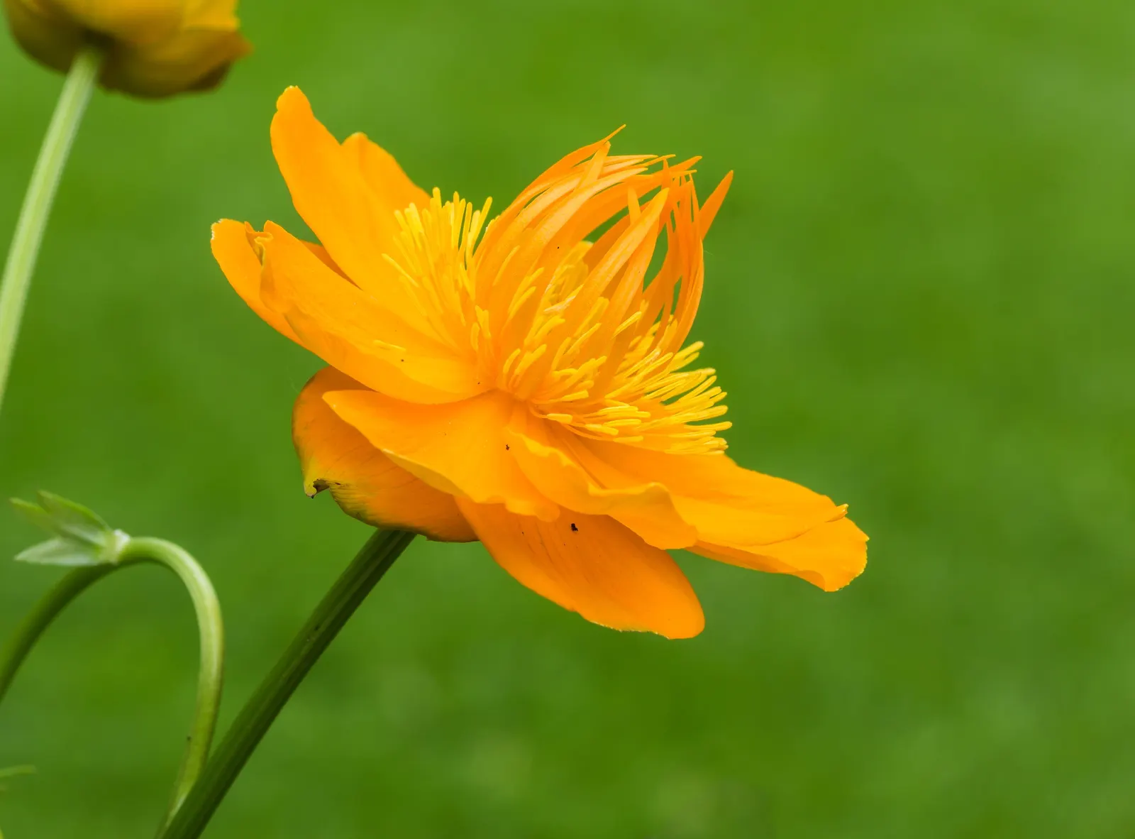 Chinese Globeflower (Trollius Chinensis) — set against a backdrop of deeply lobed