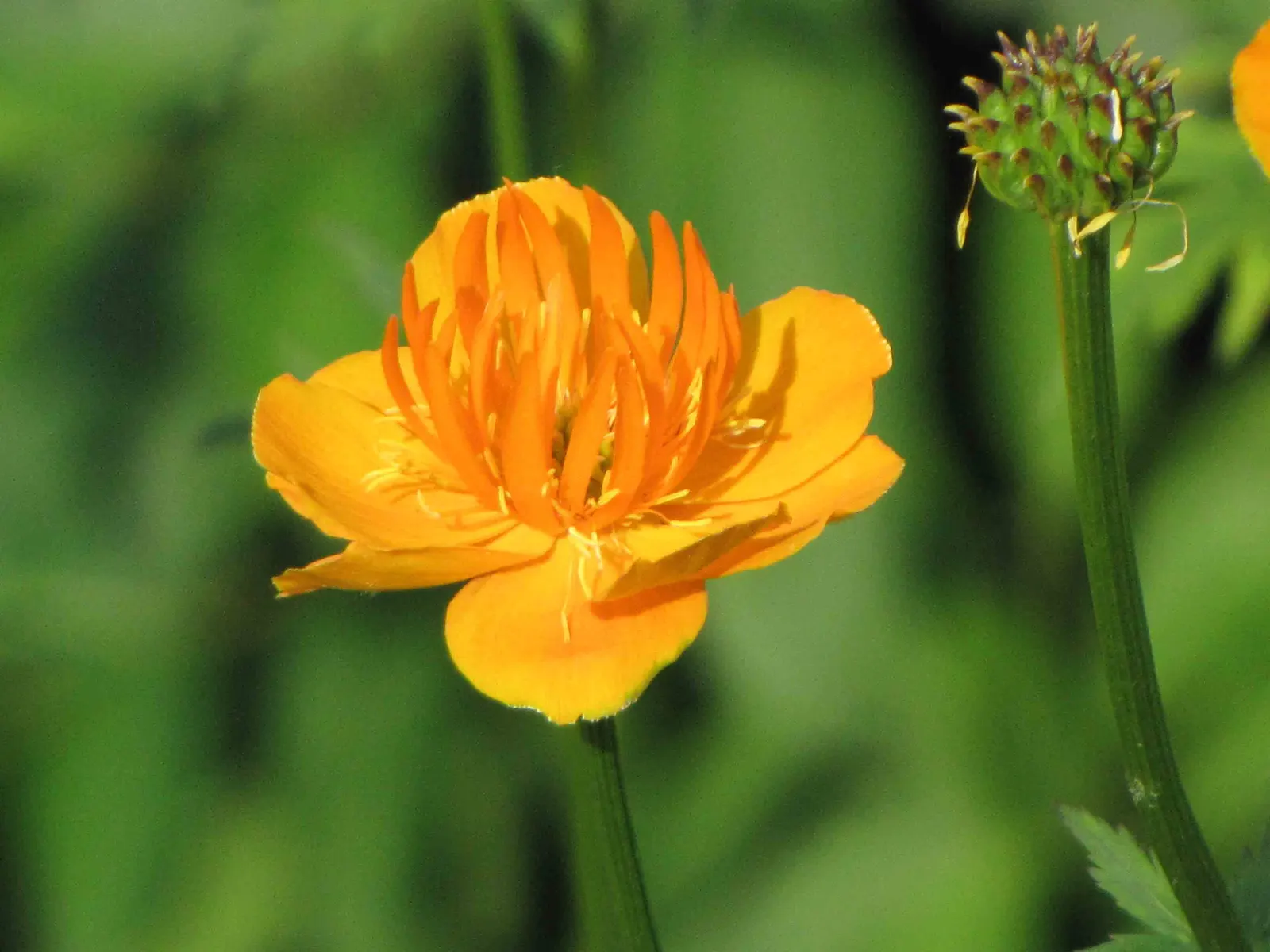 Chinese Globeflower (Trollius Chinensis) — bright golden-yellow flowers