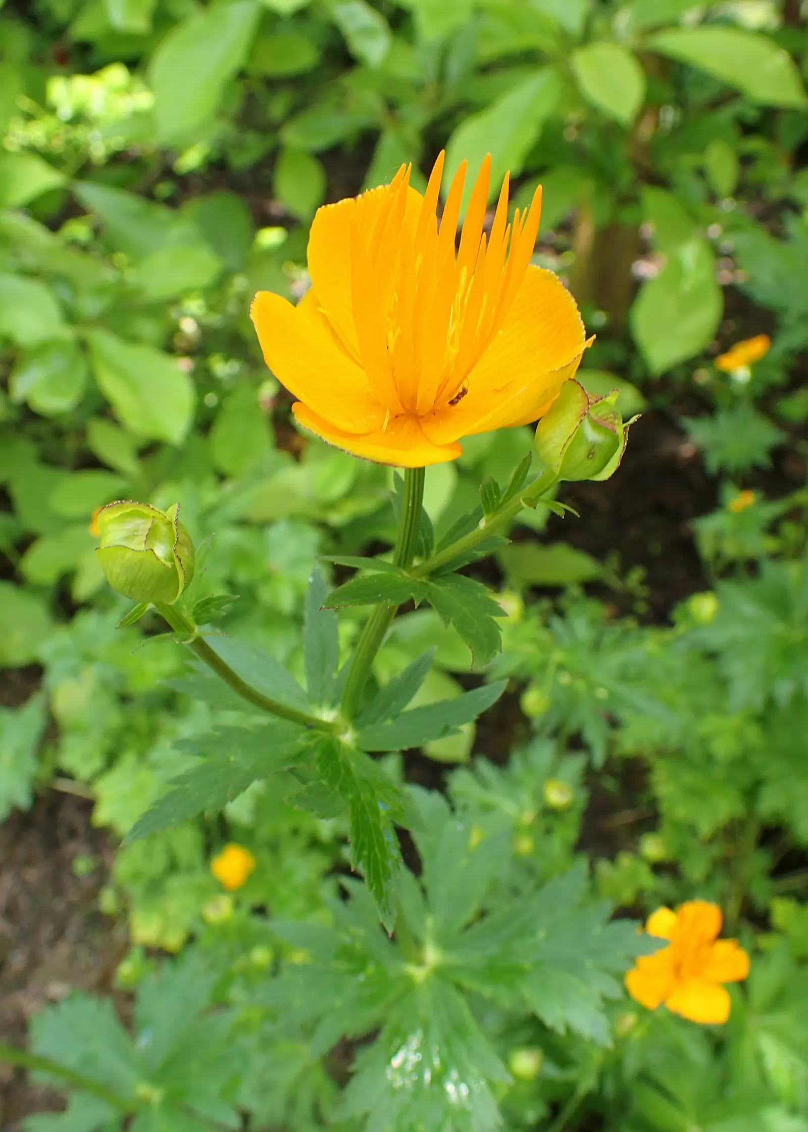 Chinese Globeflower (Trollius Chinensis) — Optimal growth occurs in moist