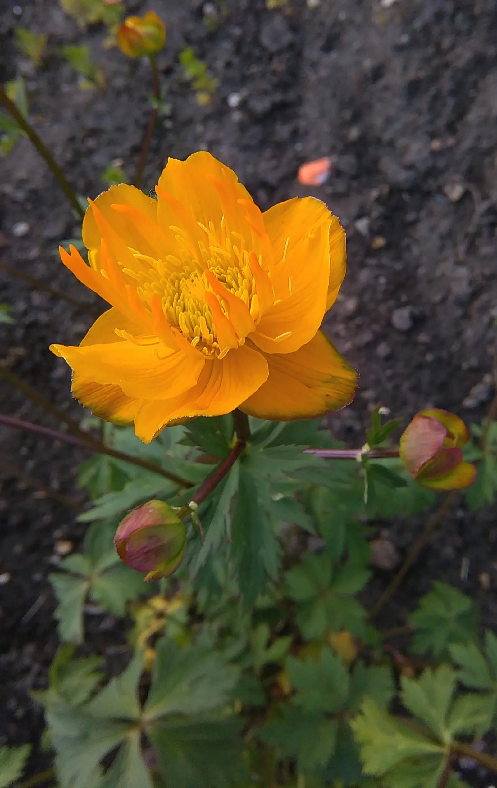 Chinese Globeflower (Trollius Chinensis) — well-drained soil that is rich in organic matter