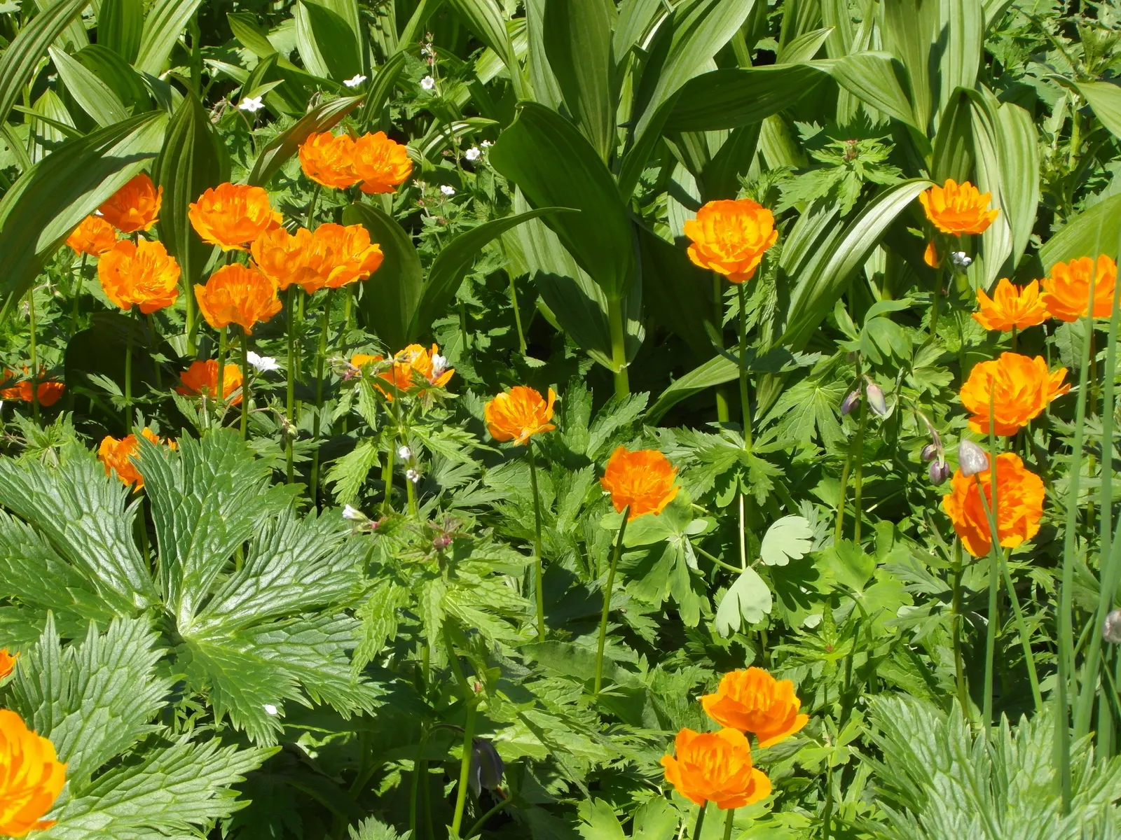 Chinese Globeflower (Trollius Chinensis) — As a herbaceous perennial