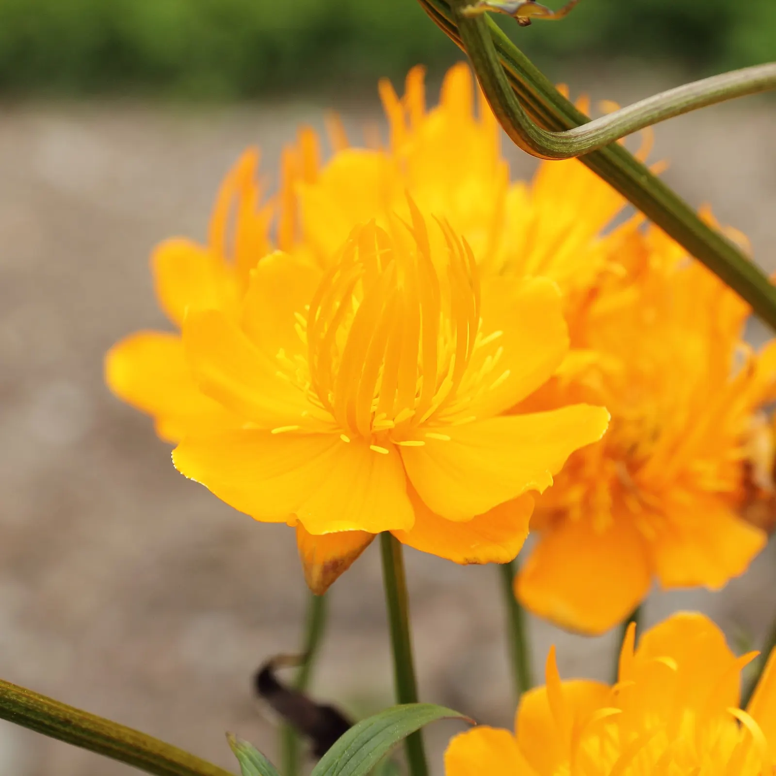 Chinese Globeflower (Trollius Chinensis) — making it a stalwart perennial choice