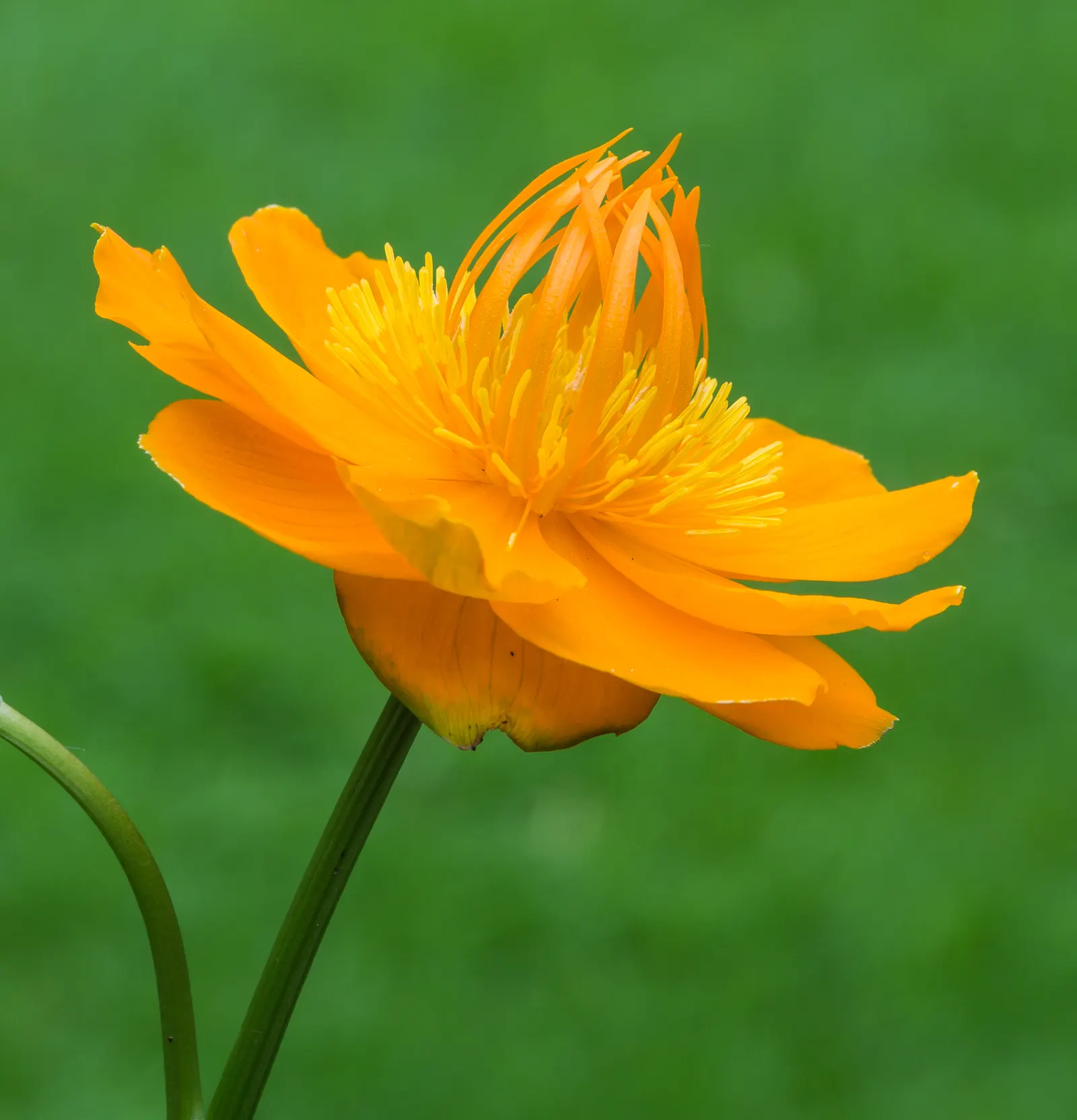 Chinese Globeflower (Trollius Chinensis) — These attention-grabbing blooms flourish atop sturdy