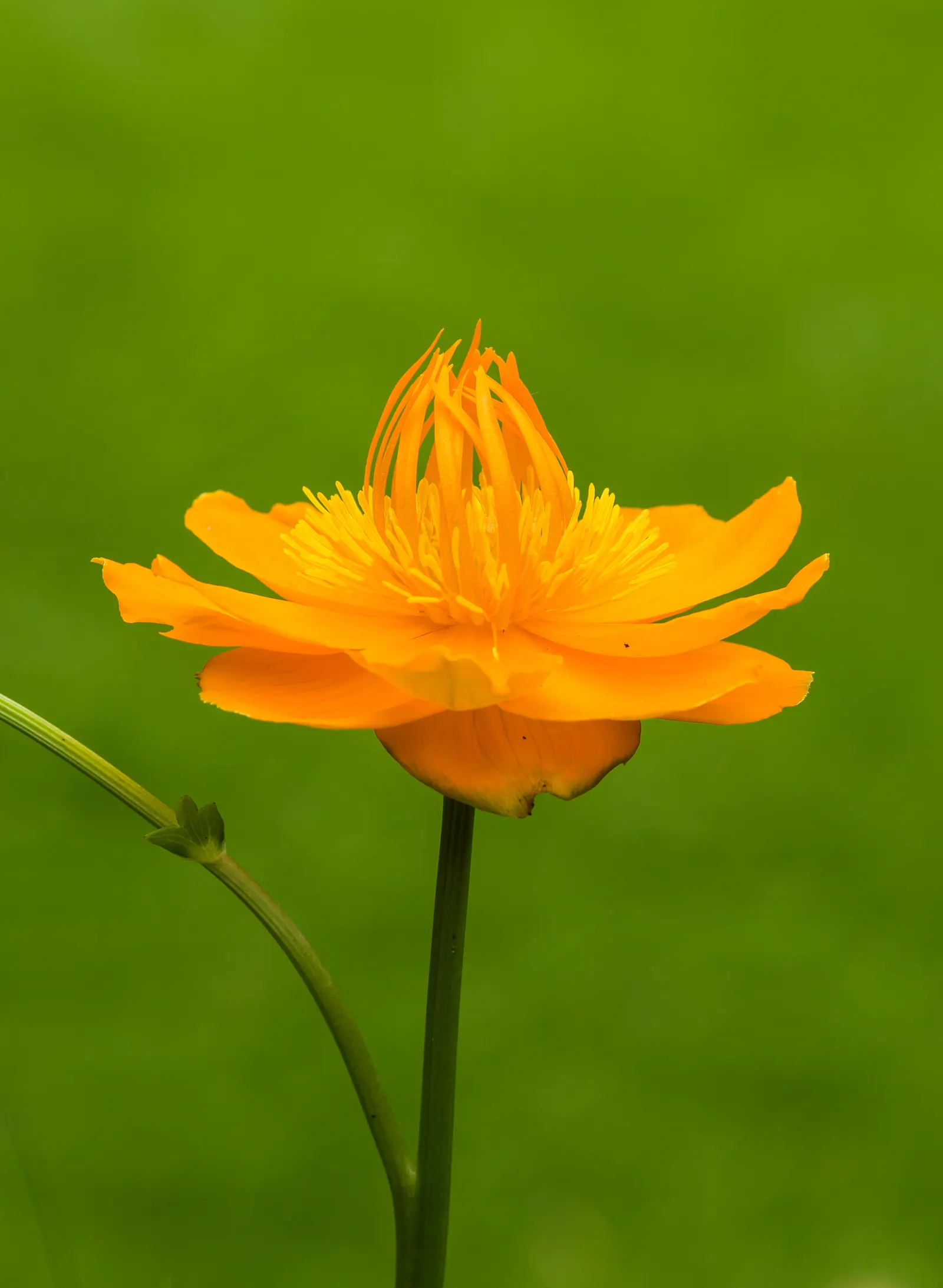 Chinese Globeflower (Trollius Chinensis) — reaching heights of 18‚Äì24 inches