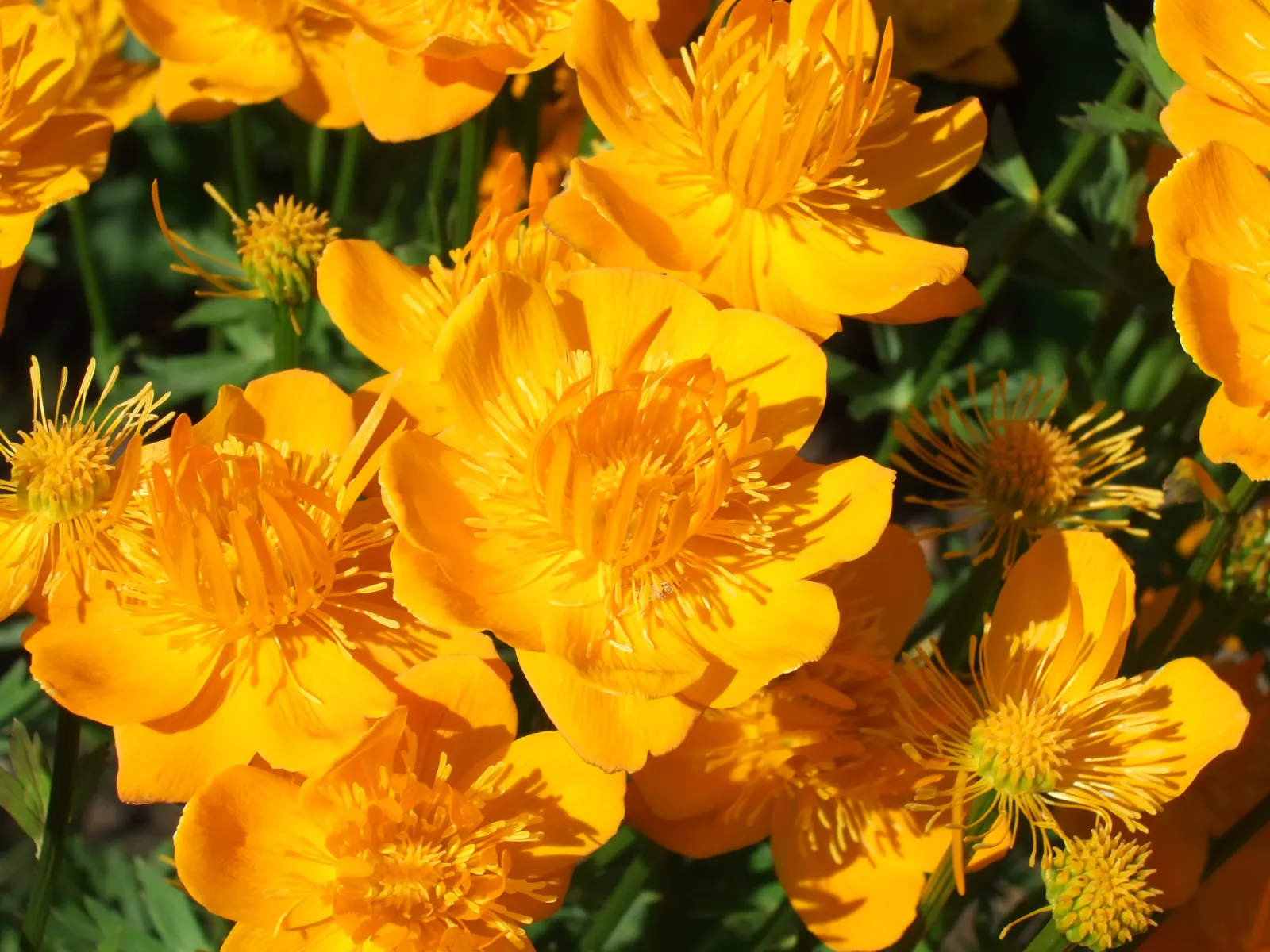 Chinese Globeflower (Trollius Chinensis) — providing eye-catching perennial color and attracting pollinators to the serene garden landscape
