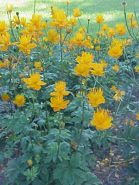 Chinese Globeflower (Trollius Chinensis) — globe-shaped blossoms in late spring-early summer